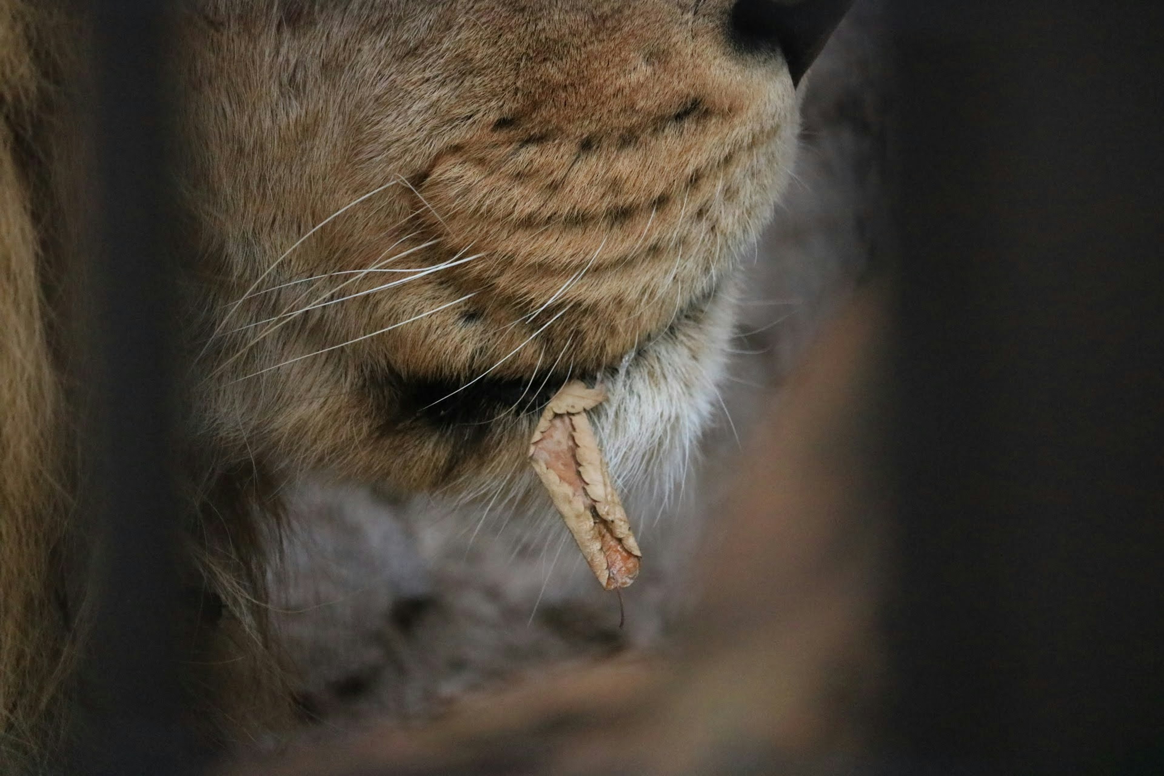 Close-up of a lion's face showcasing fur texture and whisker details