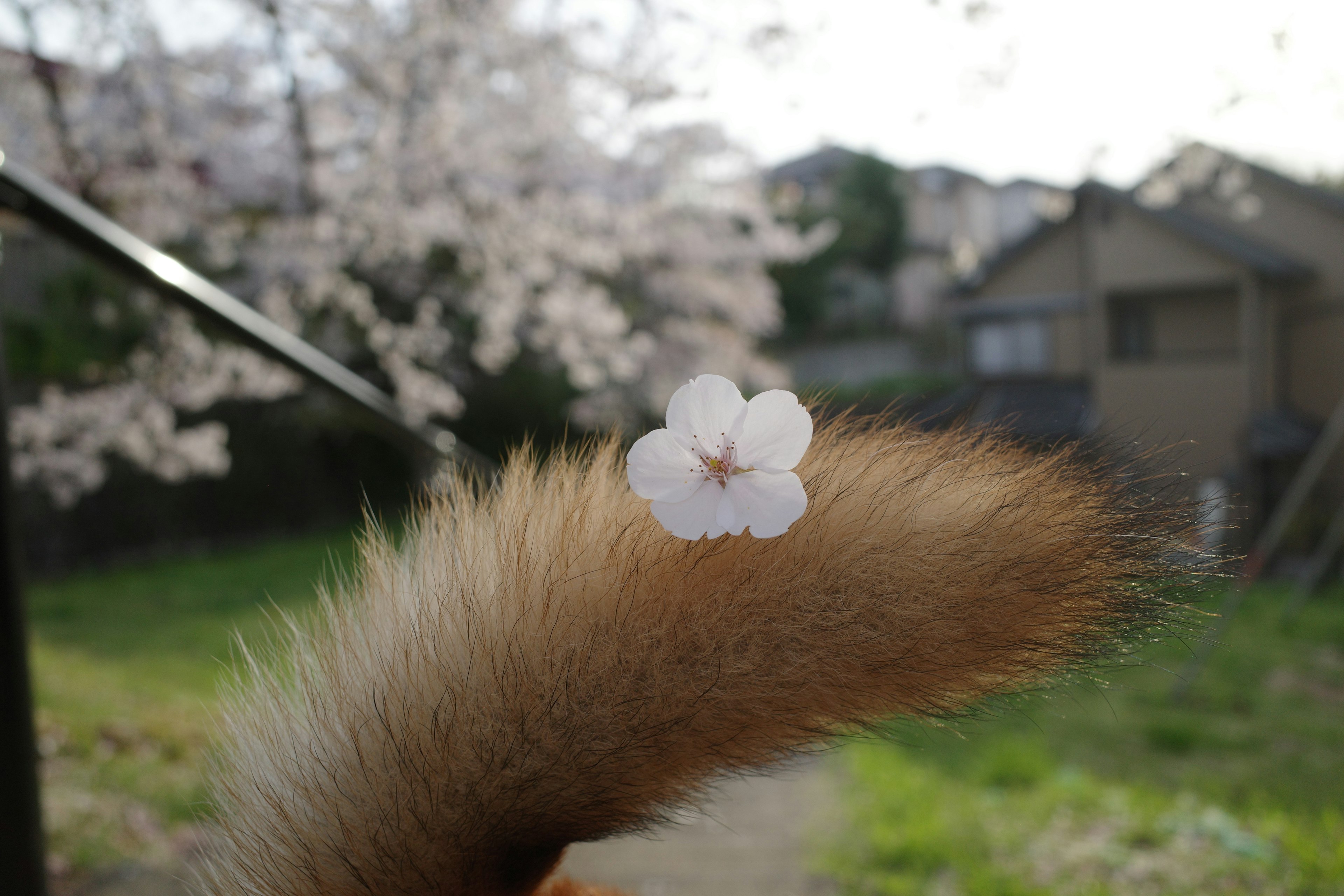 A furry tail with a cherry blossom on it and blooming cherry trees in the background