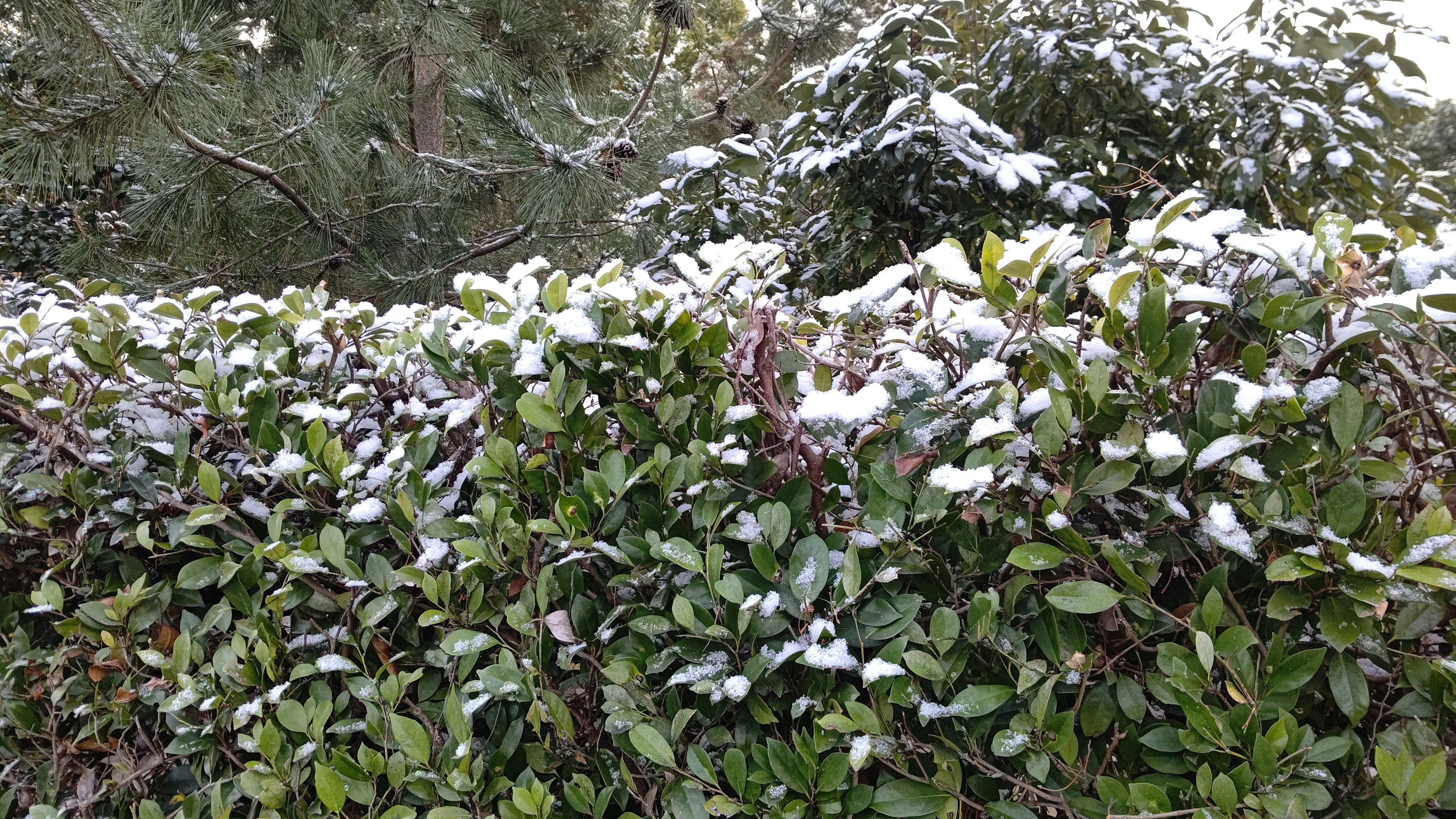 Foto einer grünen Hecke, die mit Schnee bedeckt ist