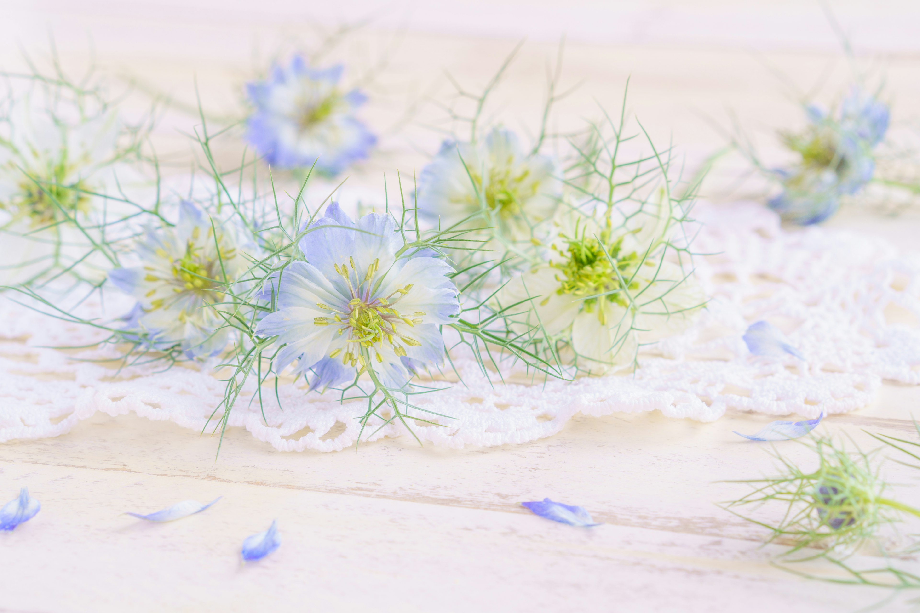 Close-up bunga biru dan daun hijau tersebar di atas renda putih