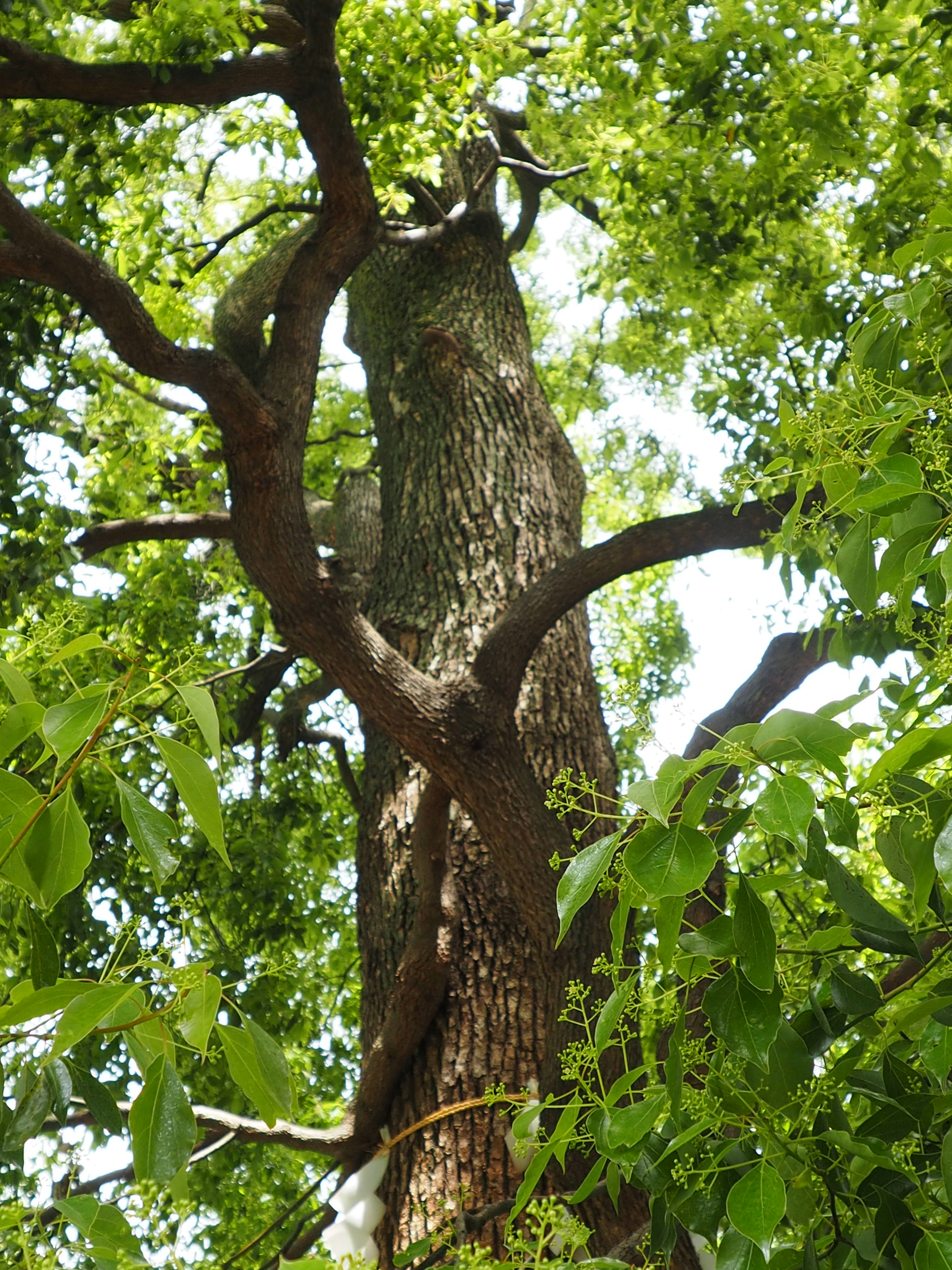 Photo of a tall tree trunk surrounded by green leaves