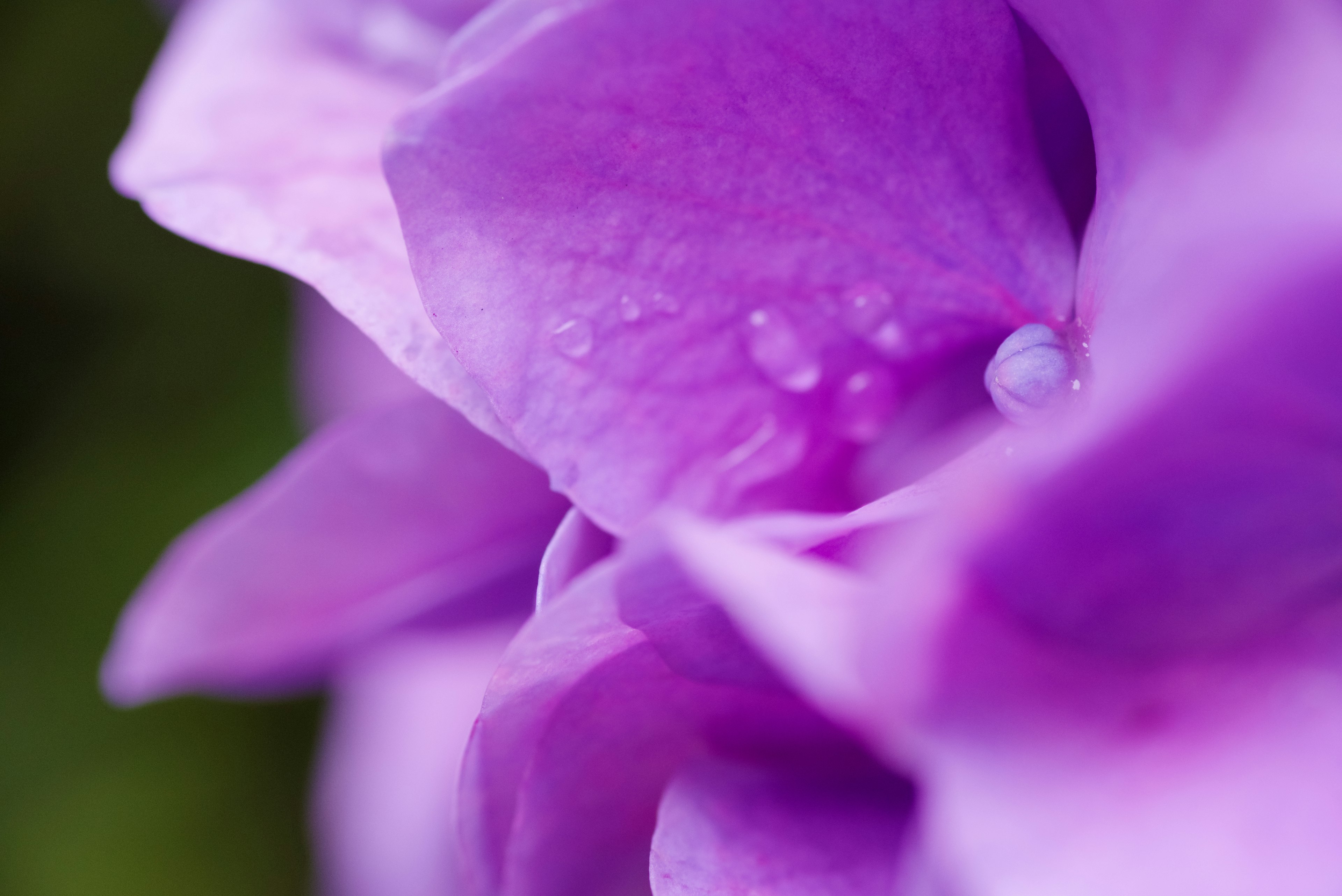 Gros plan de pétales de fleur violette montrant une texture douce et des gouttes de rosée