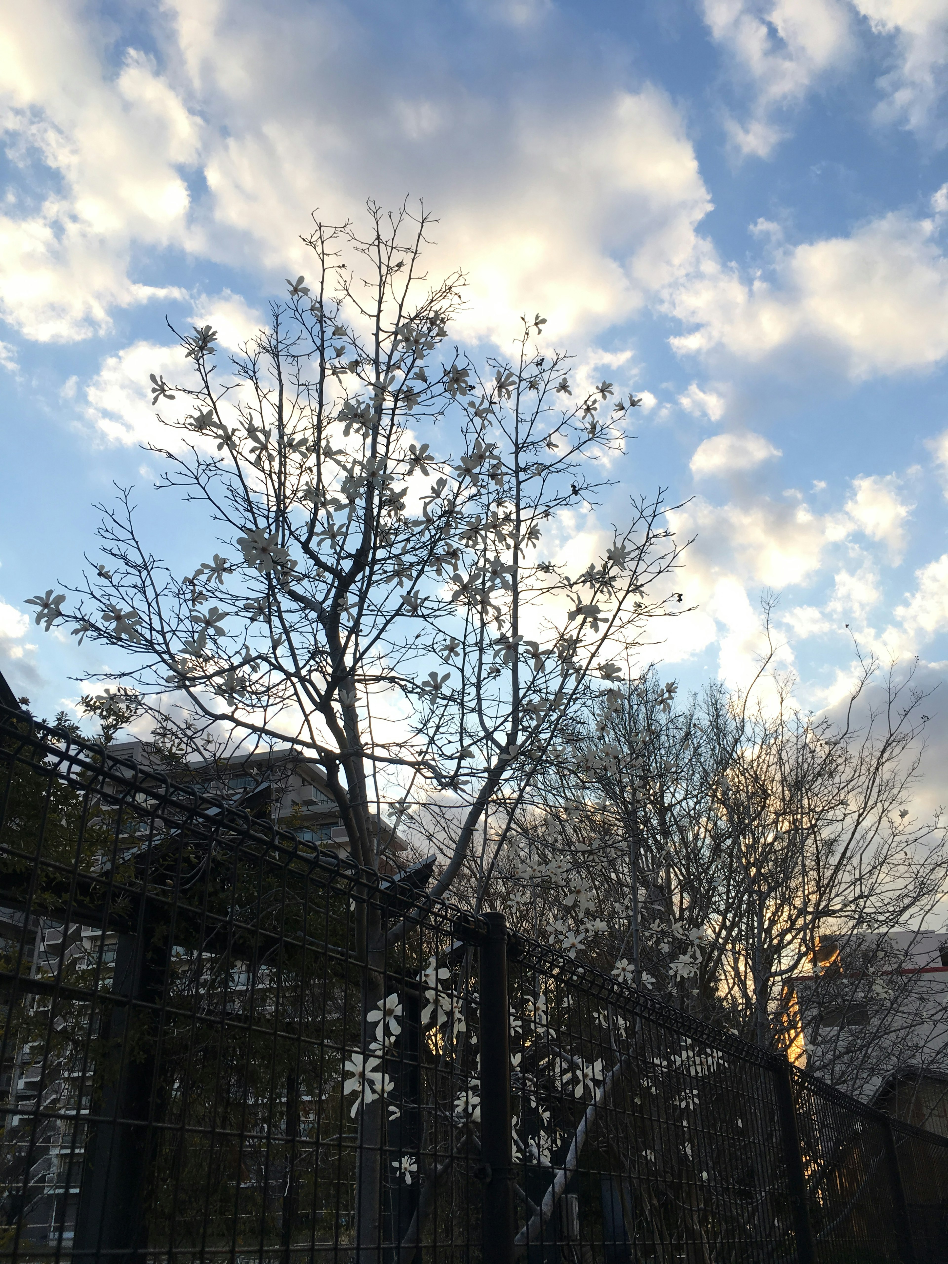 青空に浮かぶ雲と花を咲かせた木のシルエット