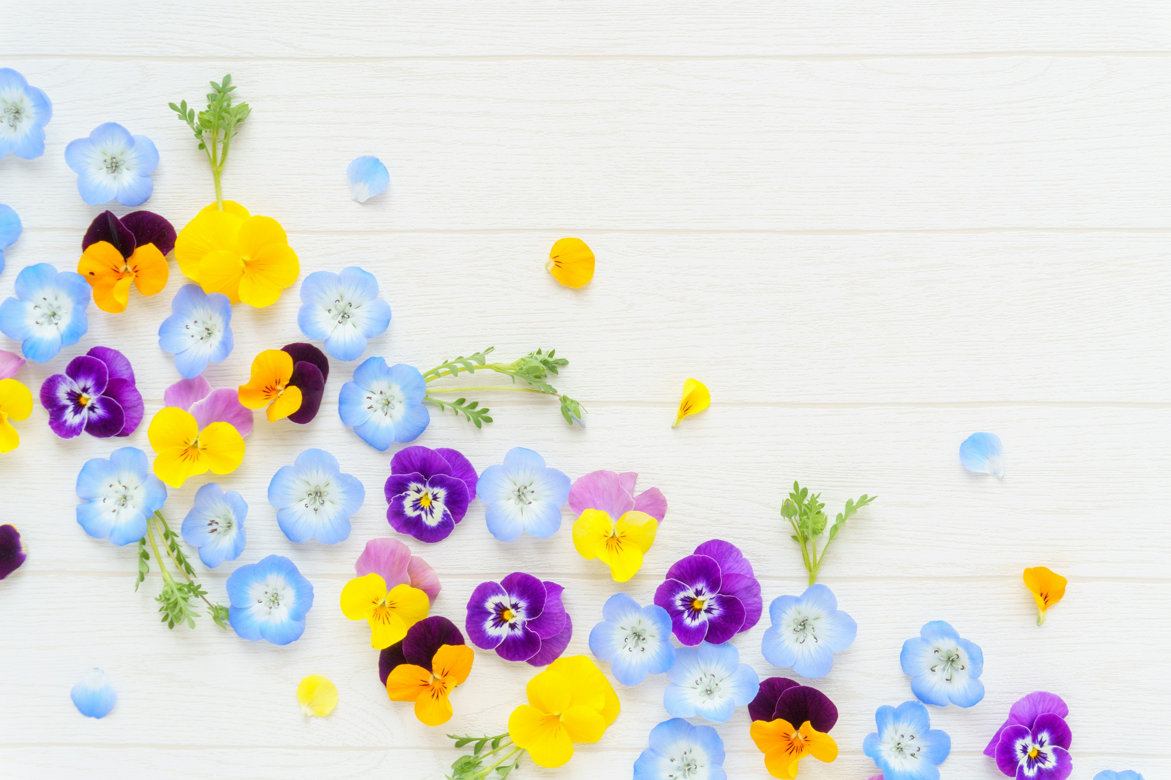 Flores coloridas dispuestas armoniosamente sobre un fondo blanco