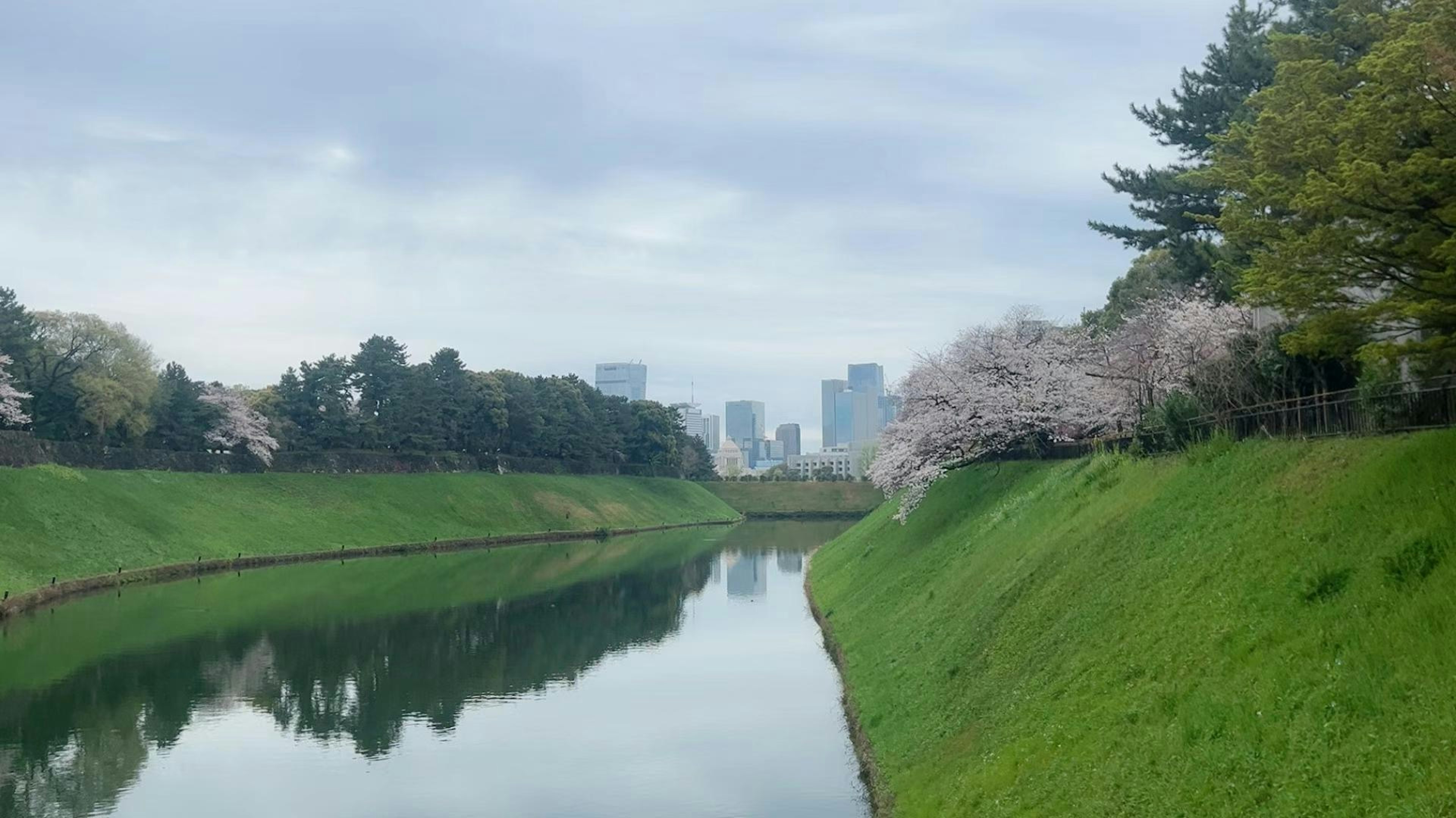 宁静的河流景观，樱花树和绿色草地