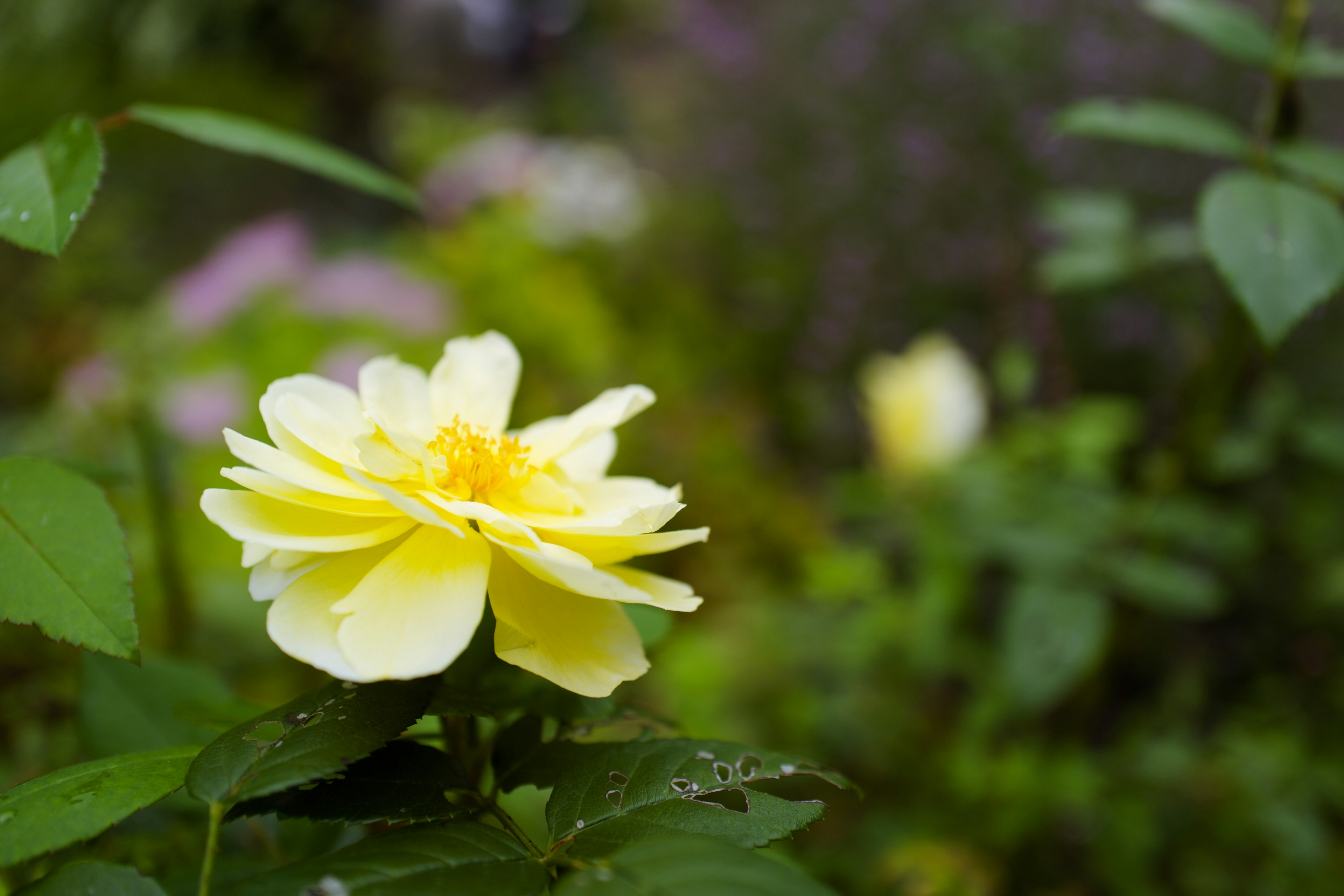 Eine schöne gelbe Rosenblüte umgeben von grünen Blättern