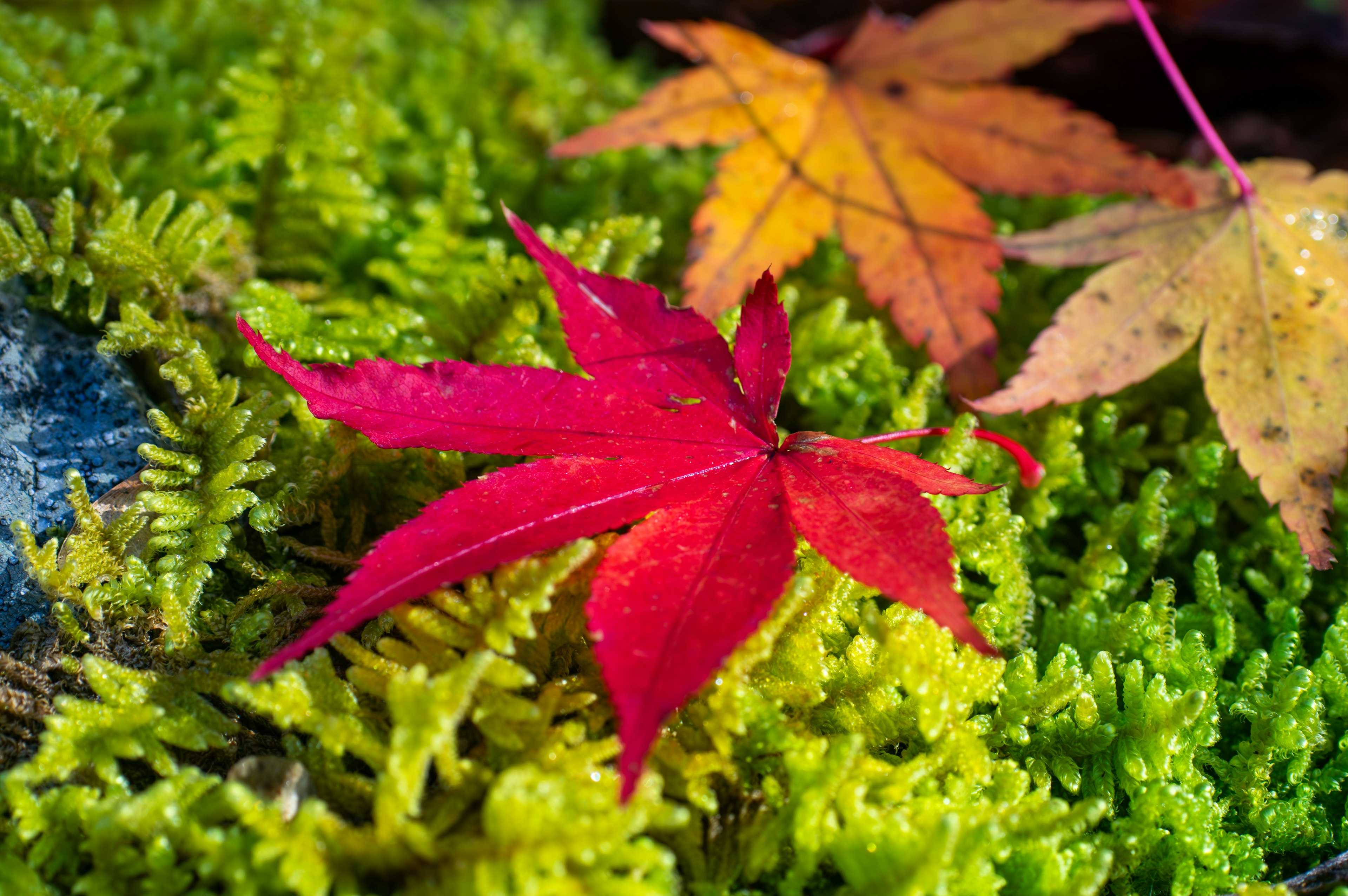 Red maple leaf resting on vibrant green moss with yellow and orange leaves in background