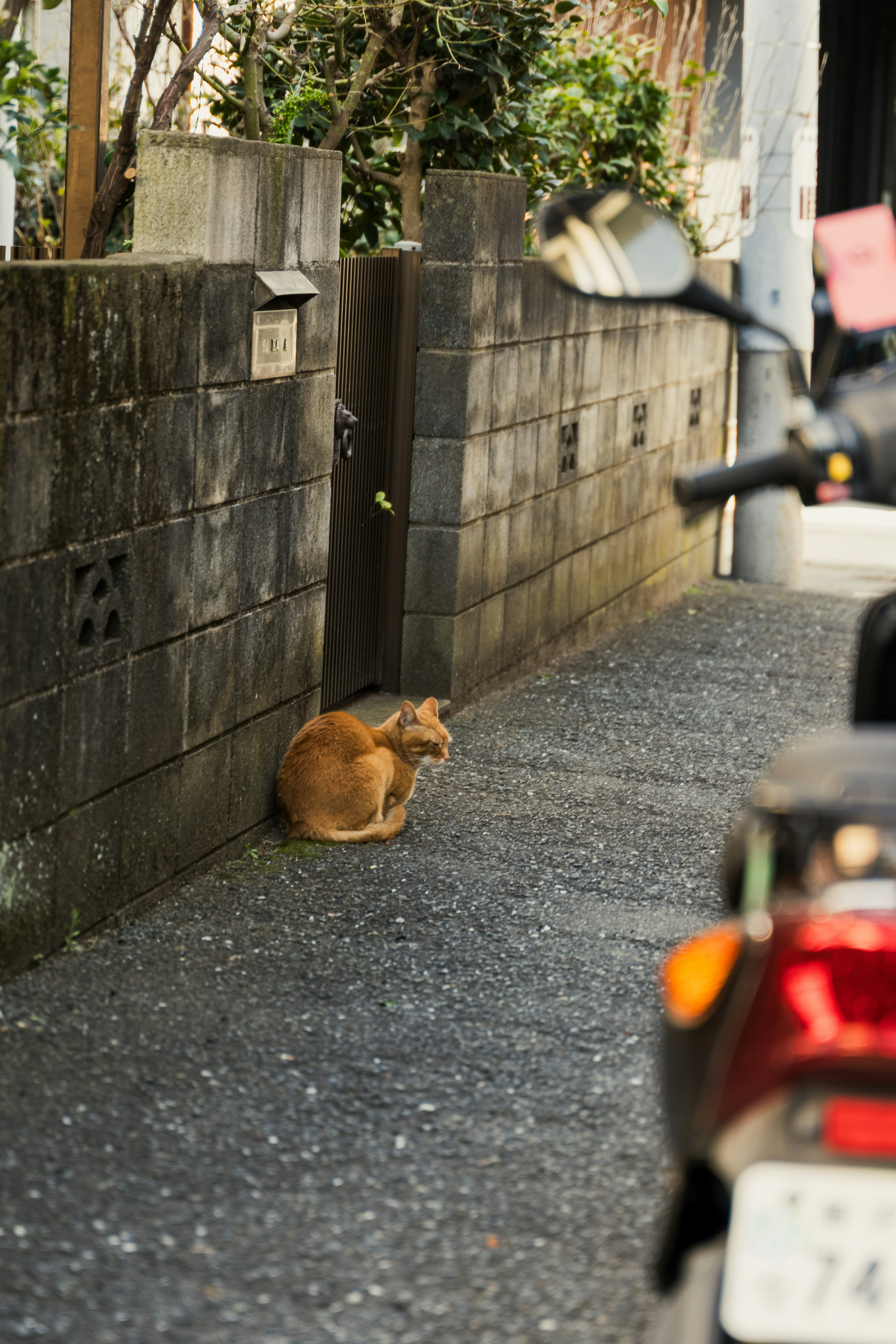 道端に座っている茶色の猫と石造りの壁