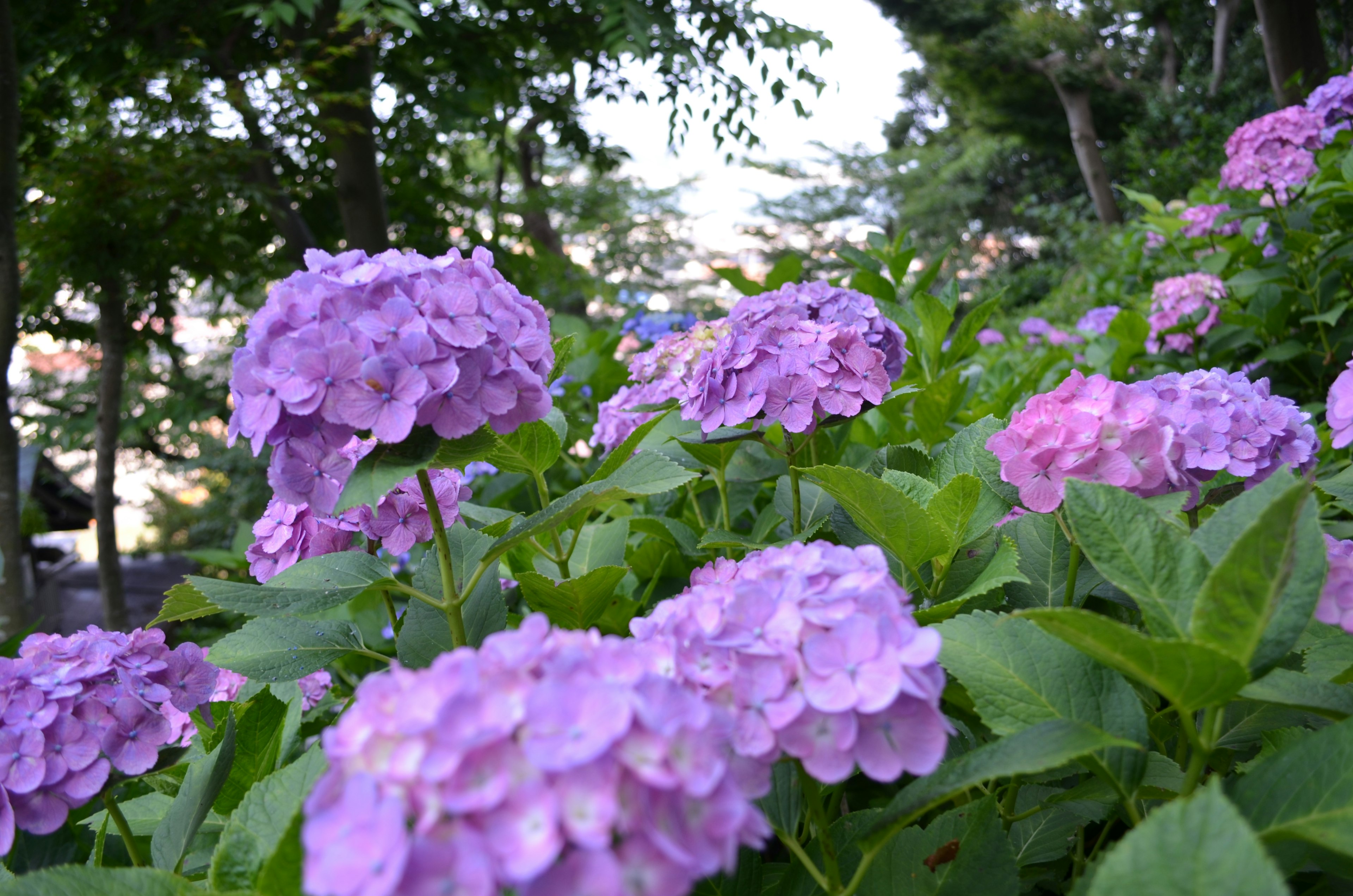 Hortensias moradas en flor rodeadas de hojas verdes