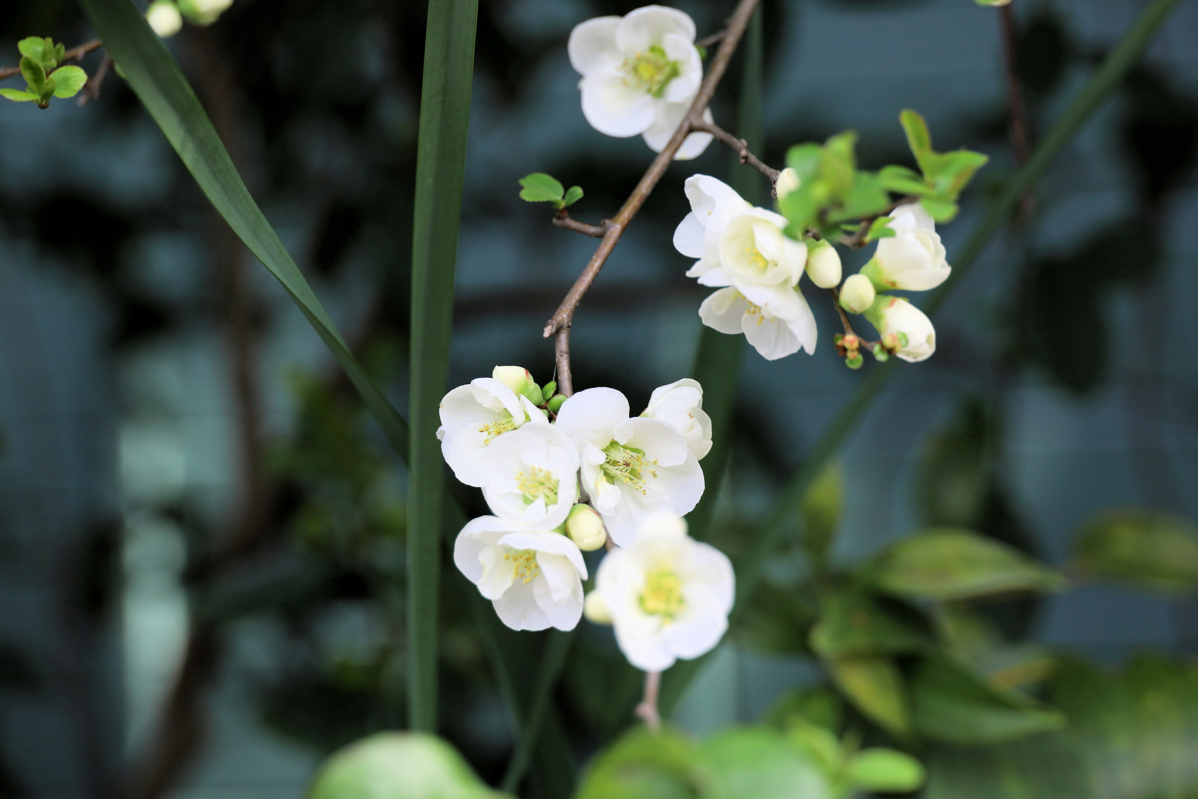 Primo piano di una pianta con fiori bianchi in fiore