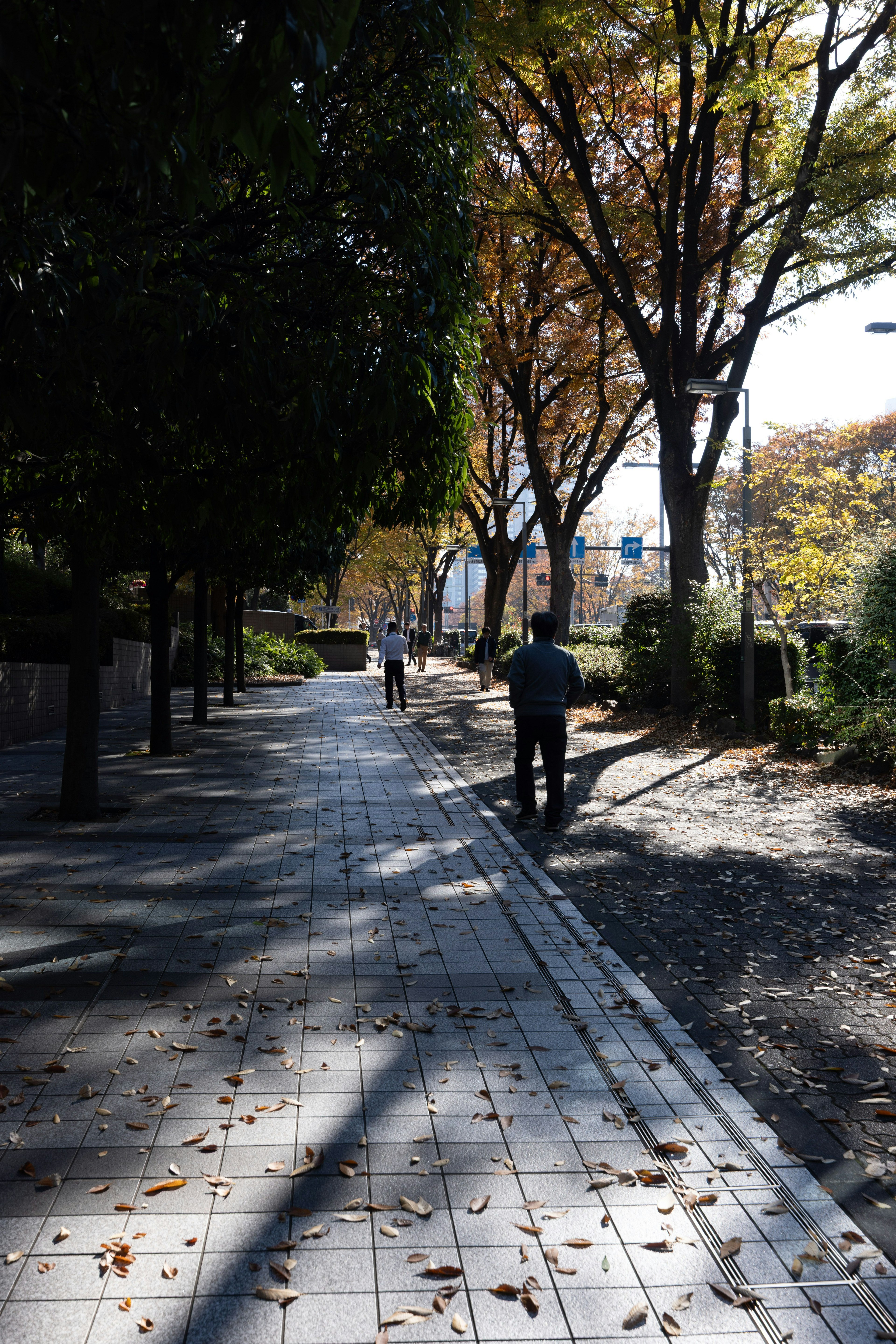 Promenade tranquille bordée d'arbres d'automne et de personnes marchant