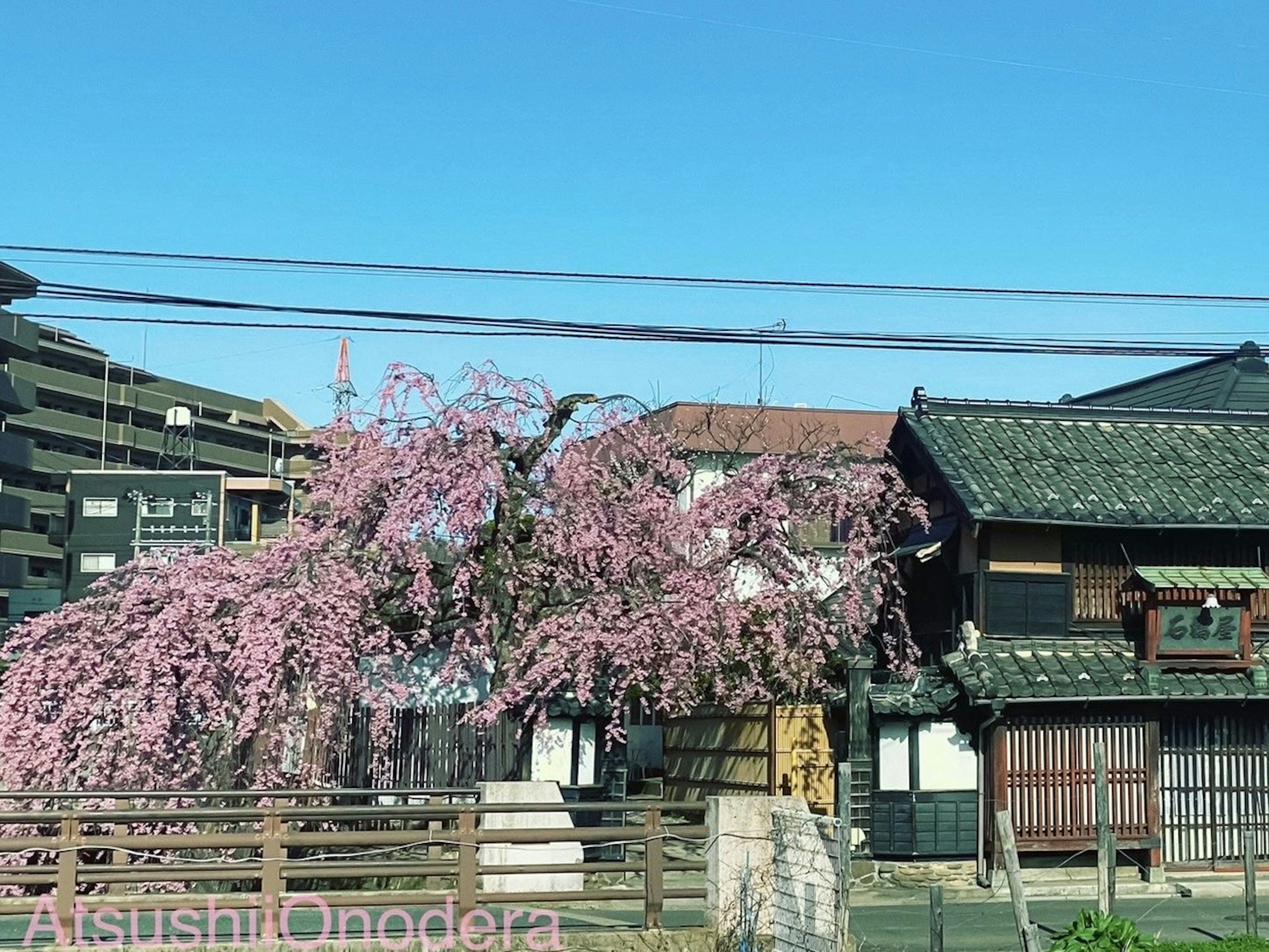 桜の木が咲いている古い日本家屋の風景