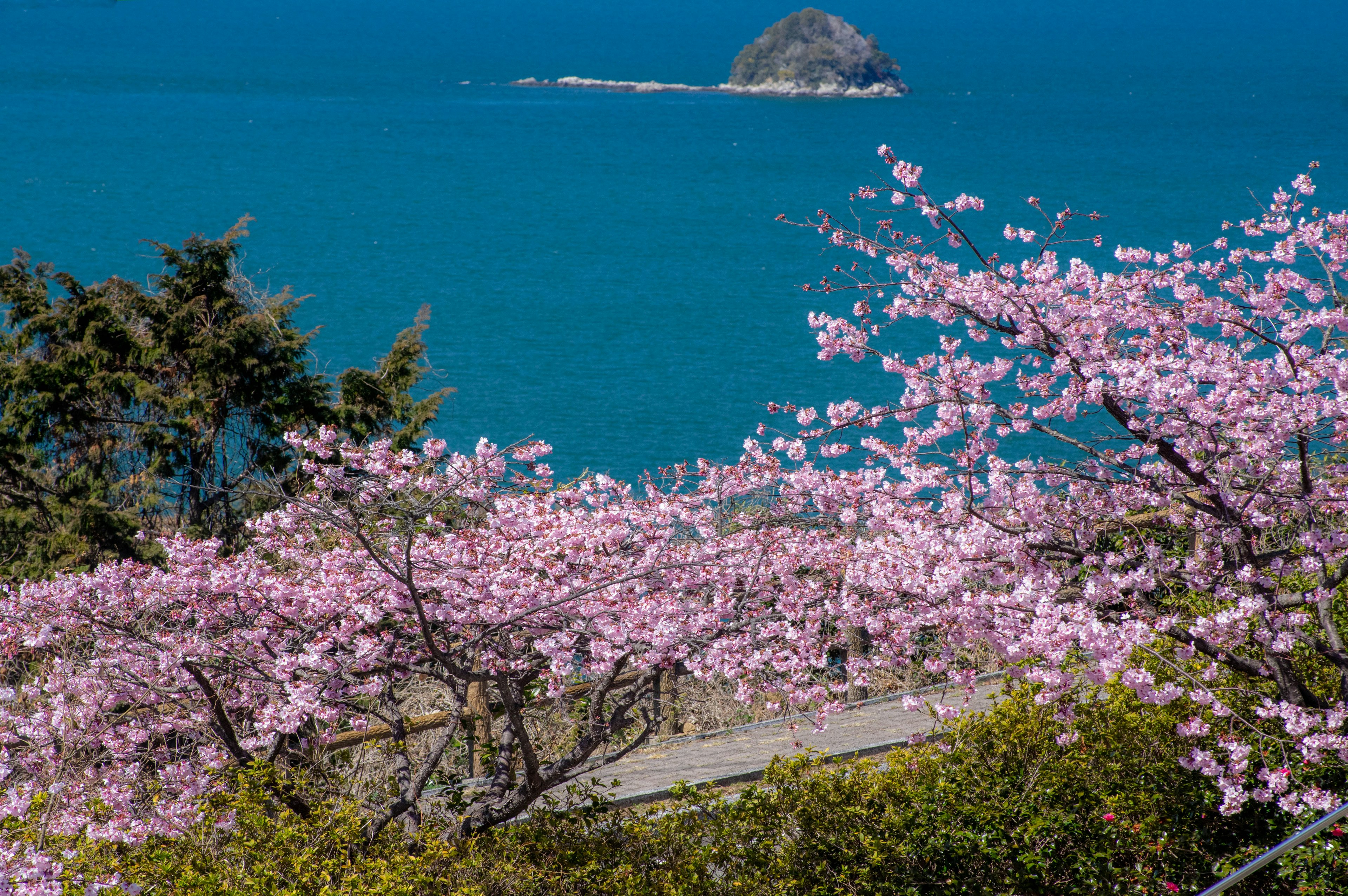 Vista escénica de cerezos en flor con un océano azul