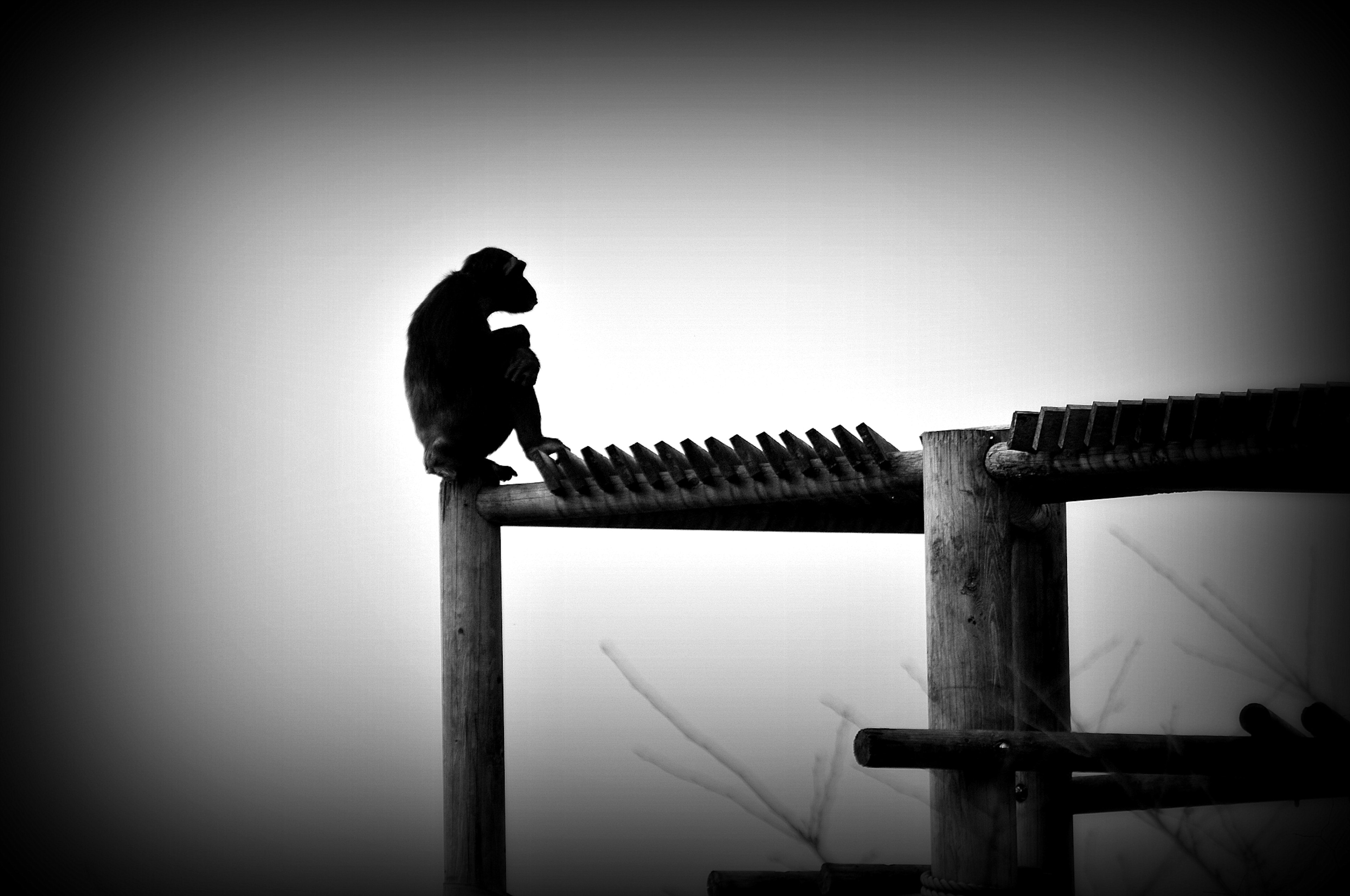 Silhouette eines Affen, der auf einer Holzstruktur sitzt, vor einem schwarz-weißen Hintergrund