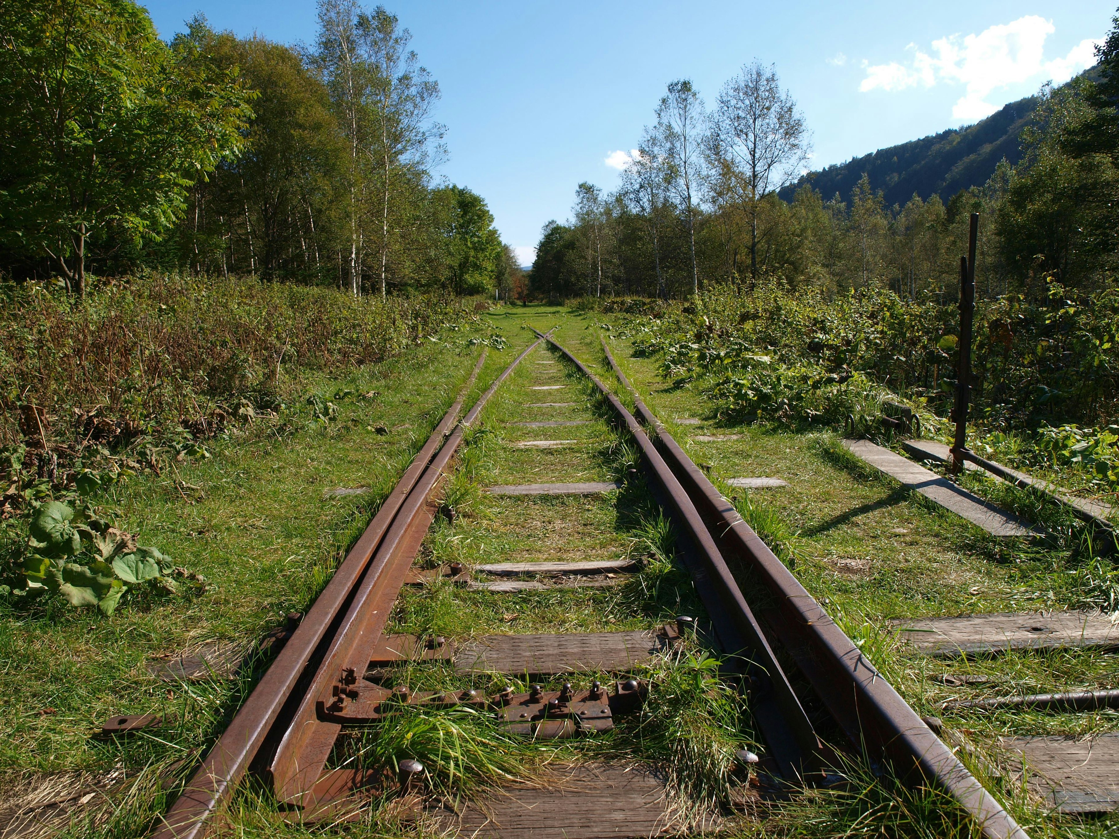 Voie ferrée envahie par la végétation entourée de verdure luxuriante