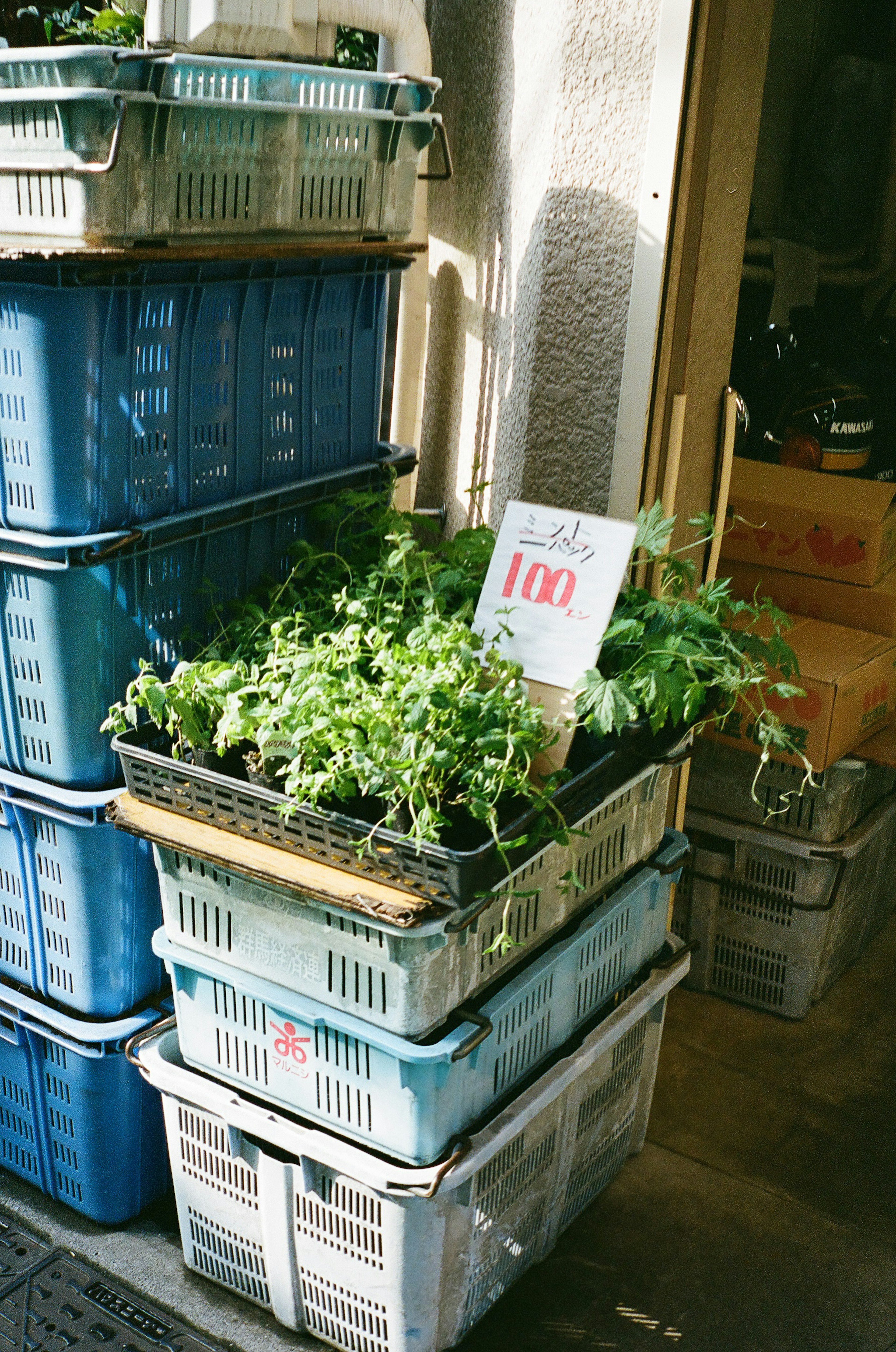 Hierbas frescas en cajas de plástico azules con una etiqueta de precio de 100 yenes