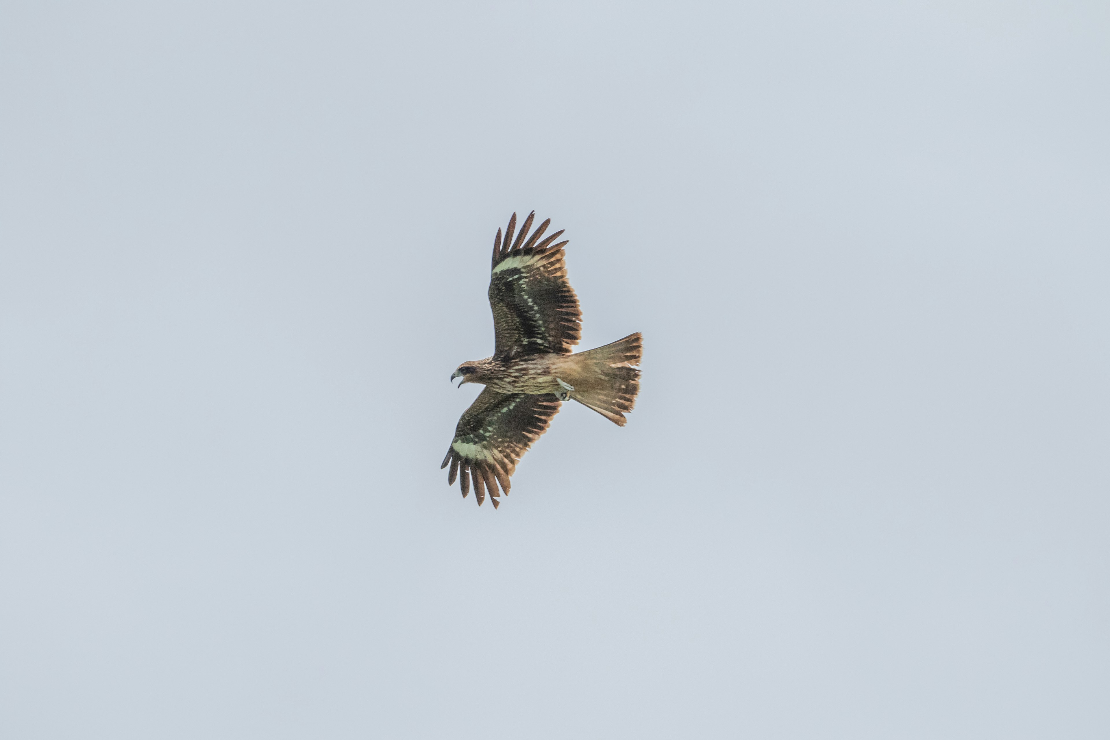 Ein majestätischer Falke, der am Himmel schwebt