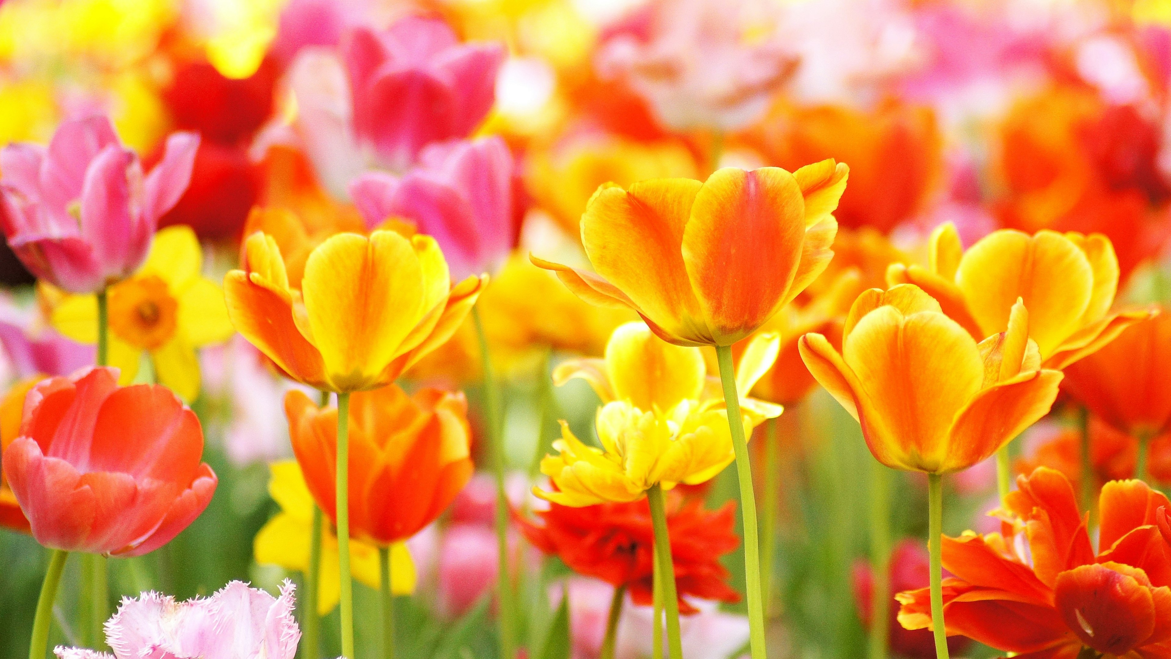 A vibrant field of blooming tulips in various colors