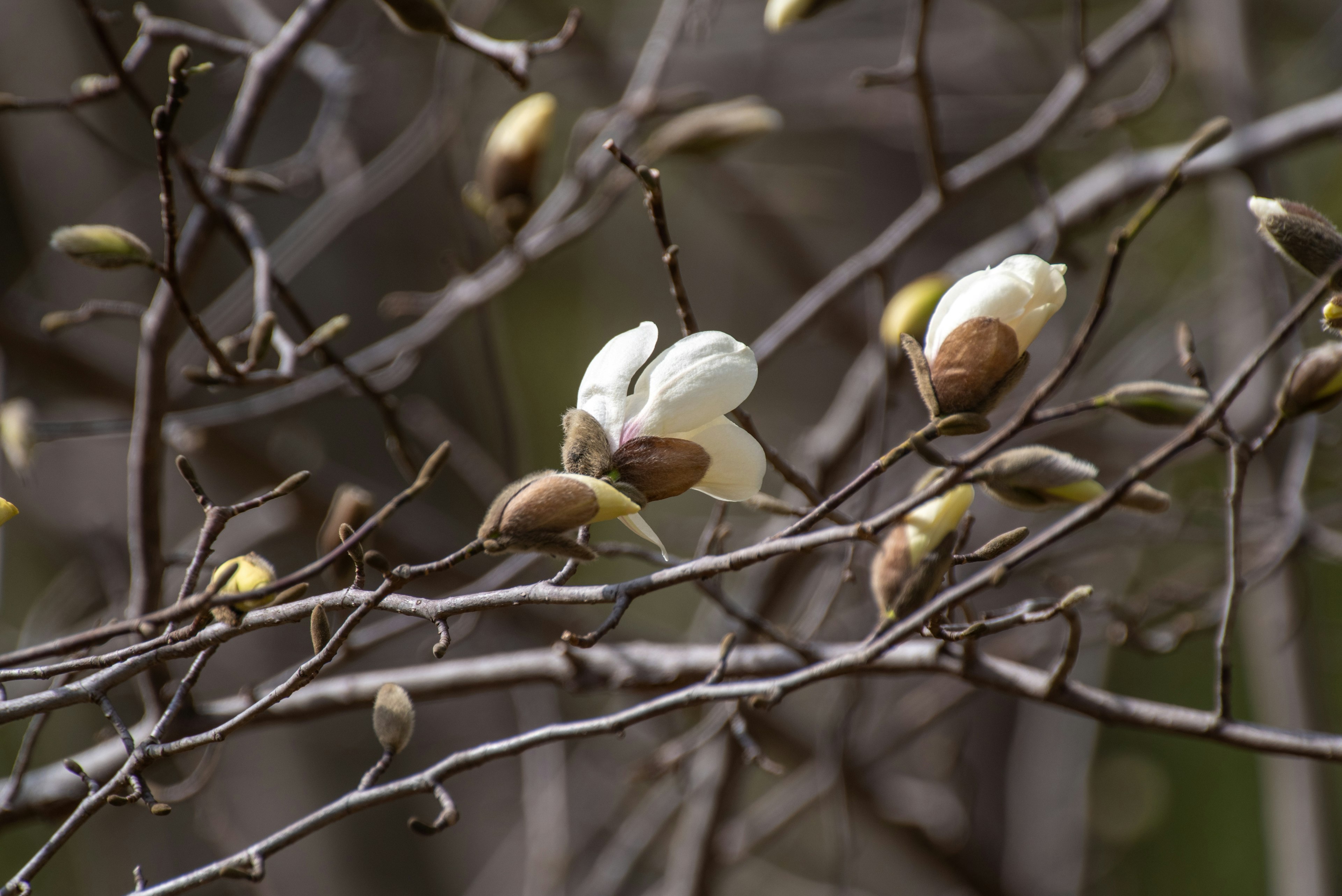 Zarte weiße Blumen und Knospen an schlanken Ästen