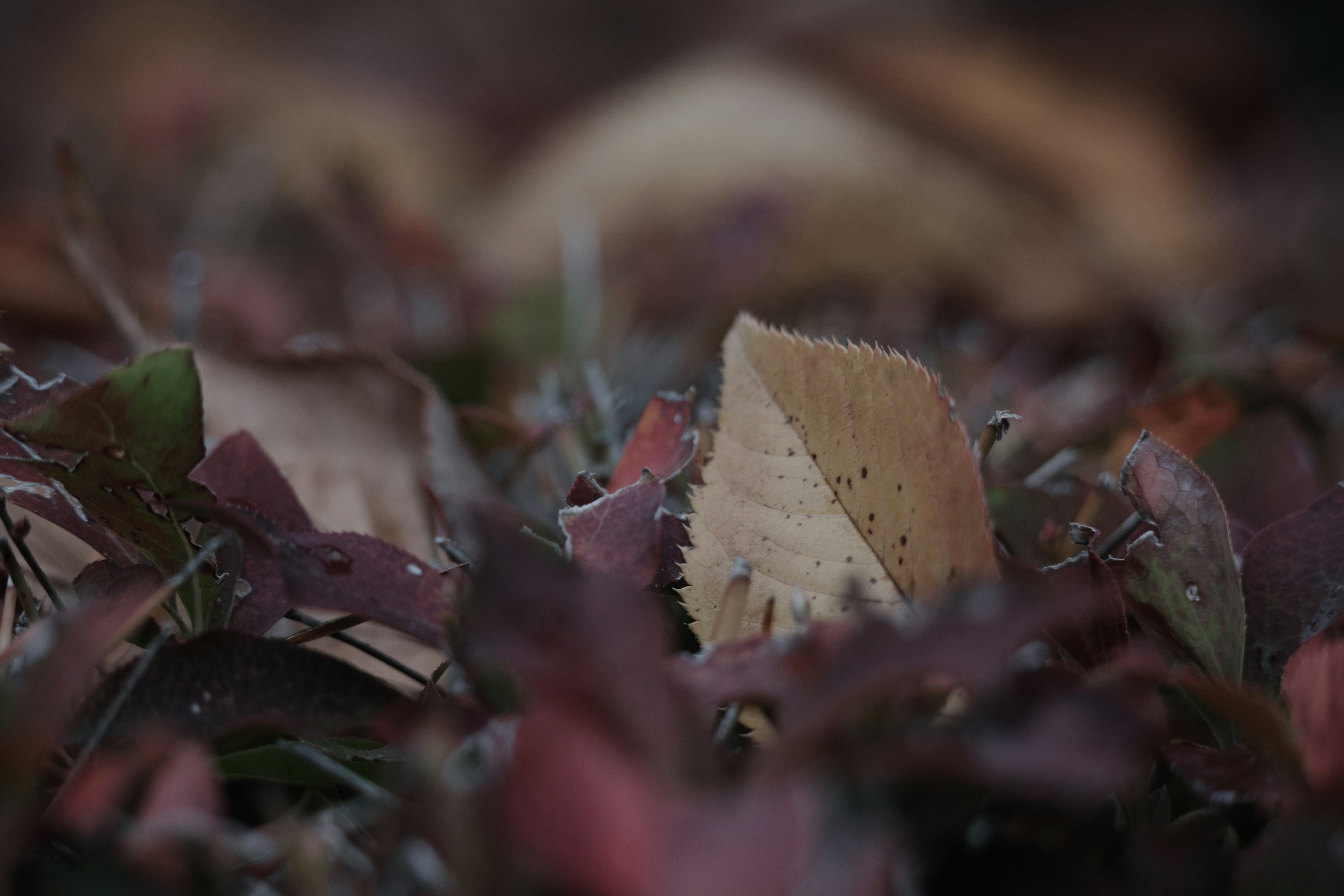 Herbstszene mit verstreuten roten und braunen Blättern auf dem Boden