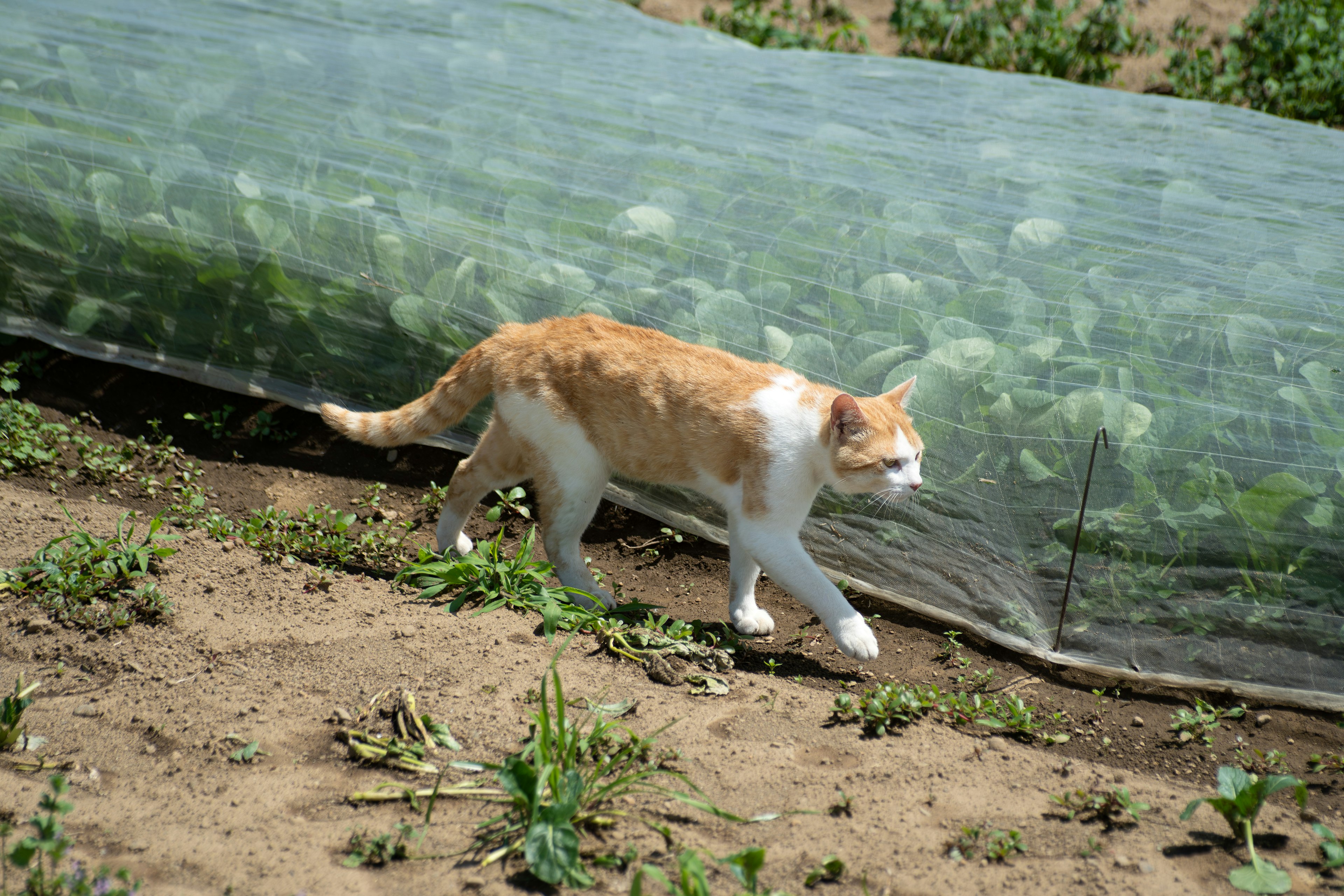 農場で歩くオレンジと白の猫