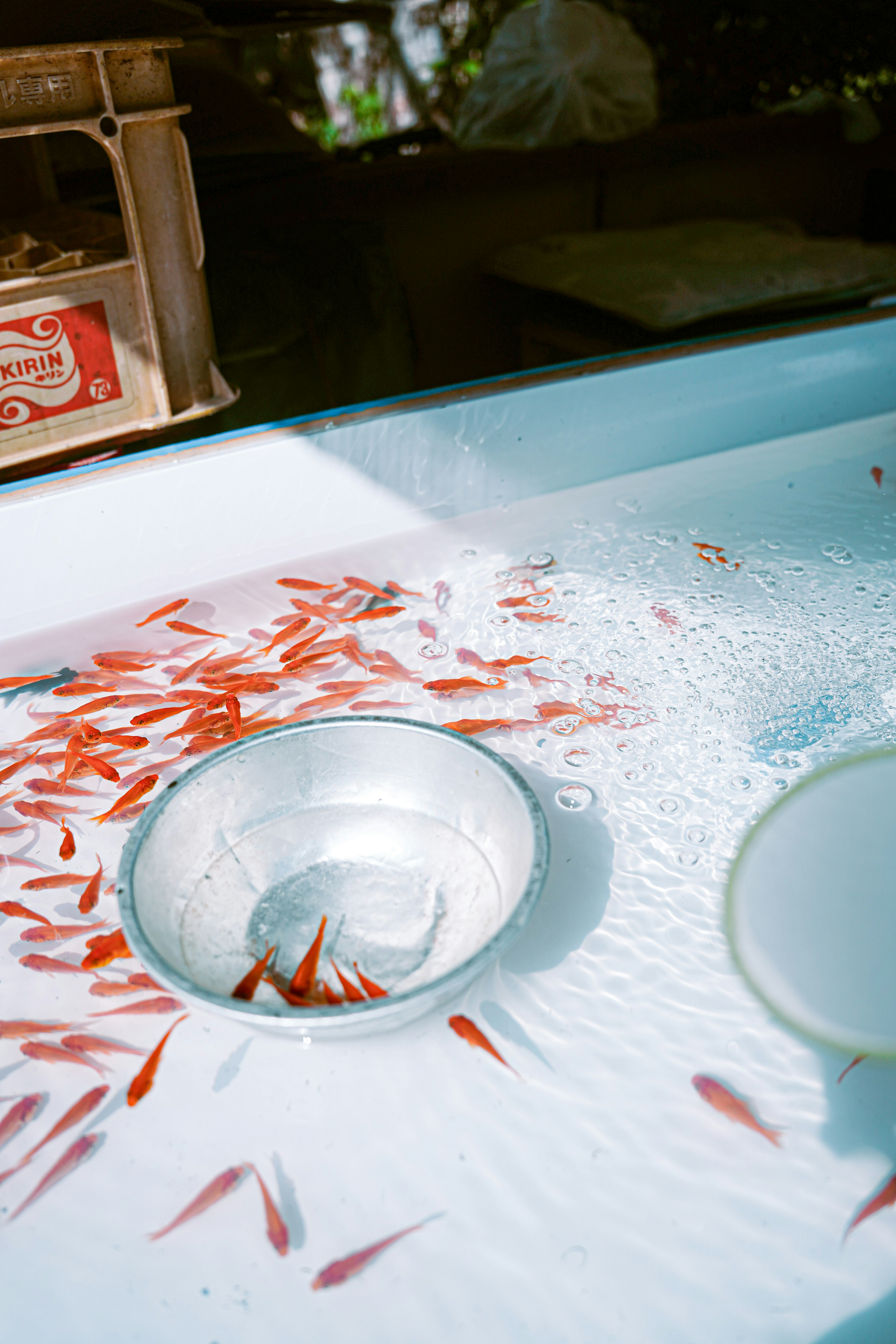 Peces rojos nadando en un tanque con cuencos plateados