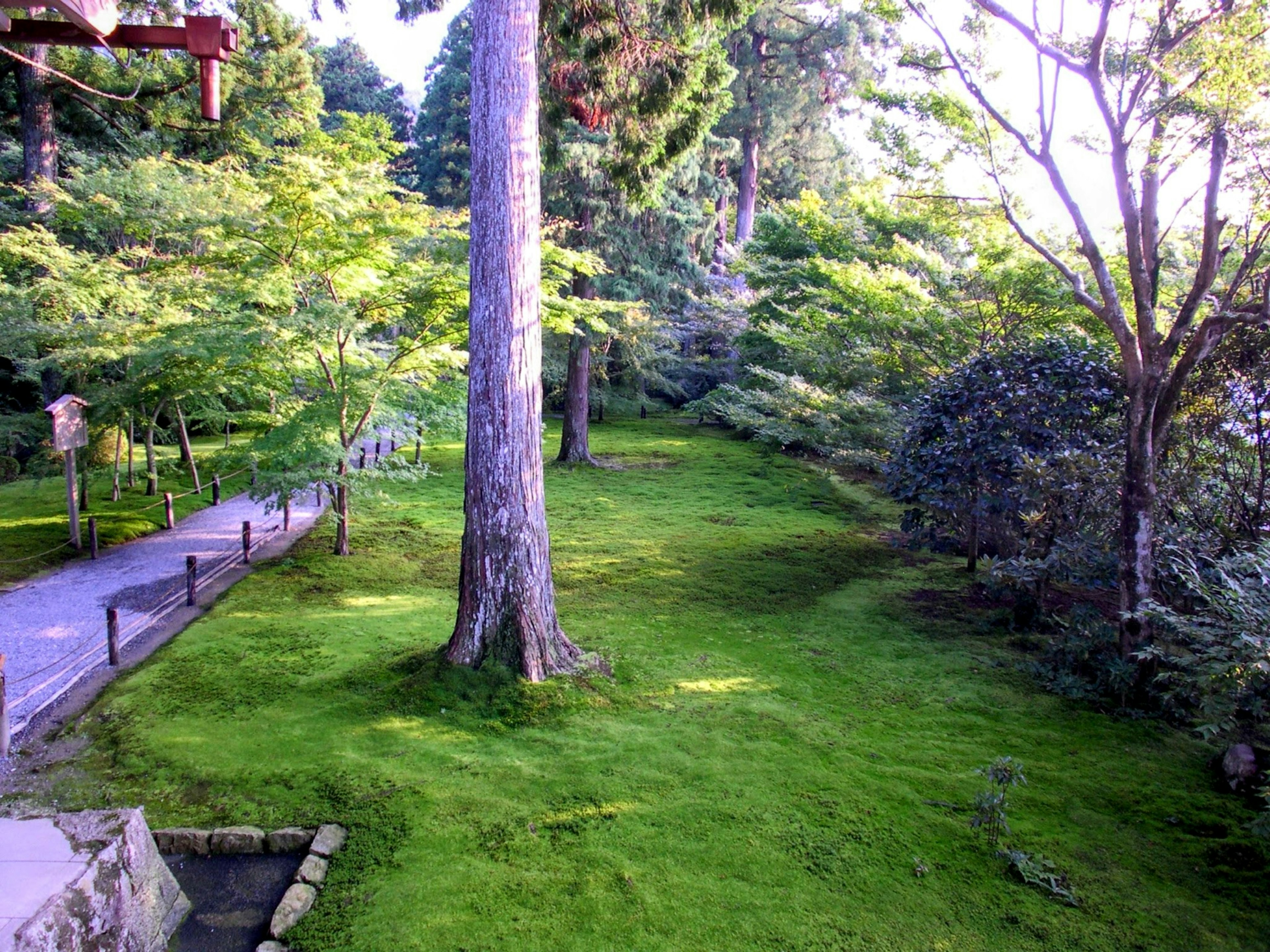 Paesaggio di giardino lussureggiante con tappeto di muschio grandi alberi e un sentiero