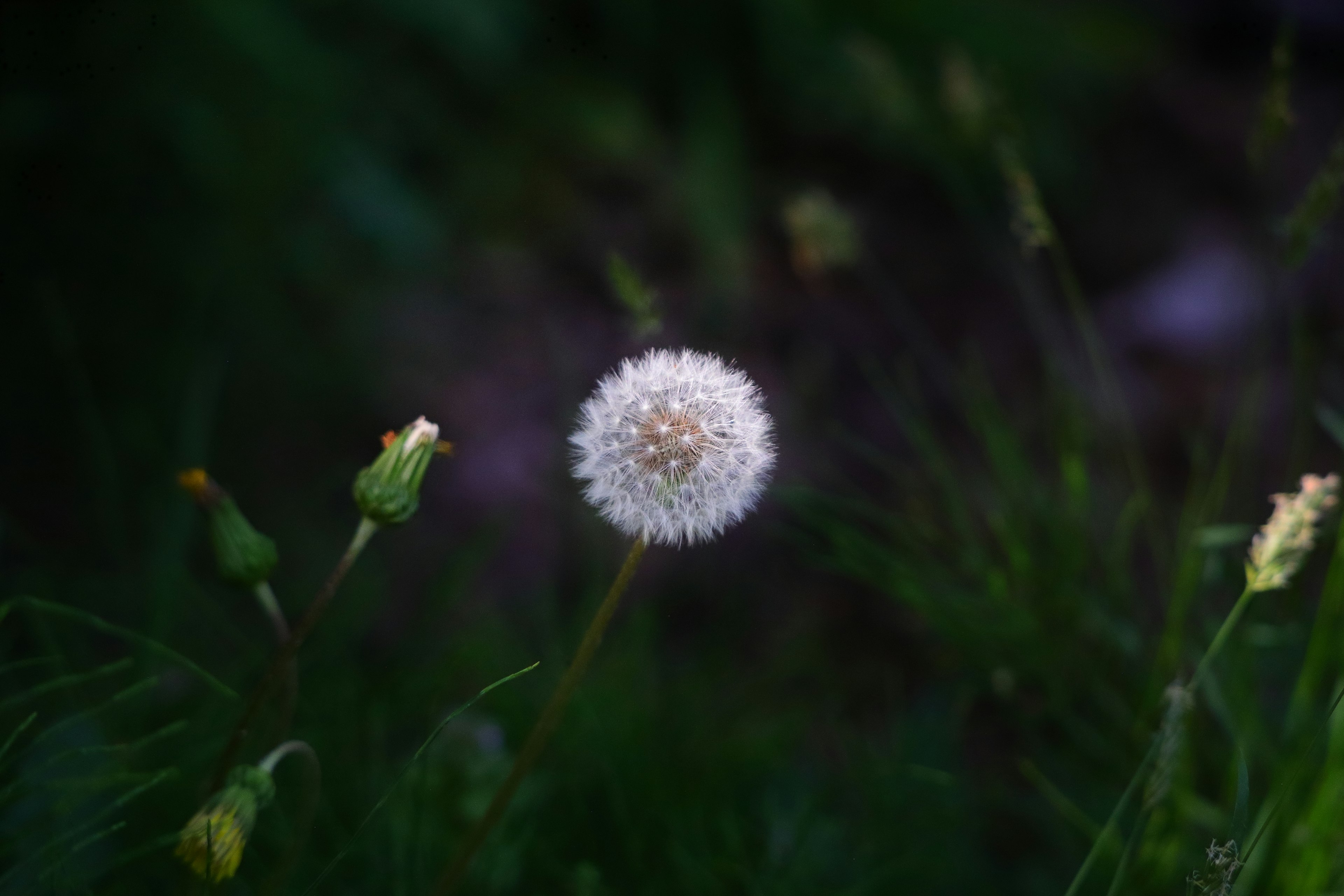 Ein weißer Löwenzahn-Samenstand umgeben von grünem Gras