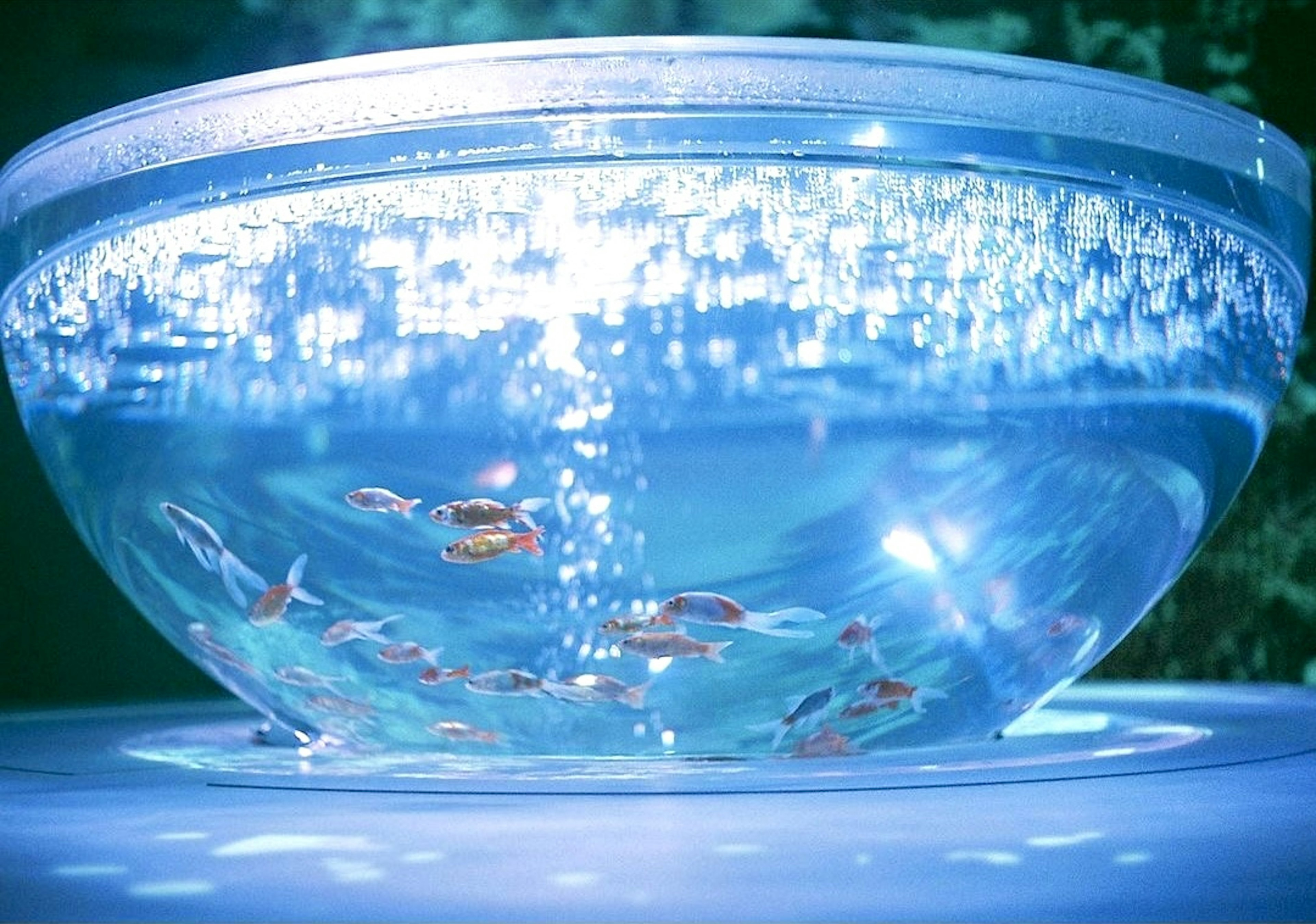 A clear bowl with colorful fish swimming in blue water