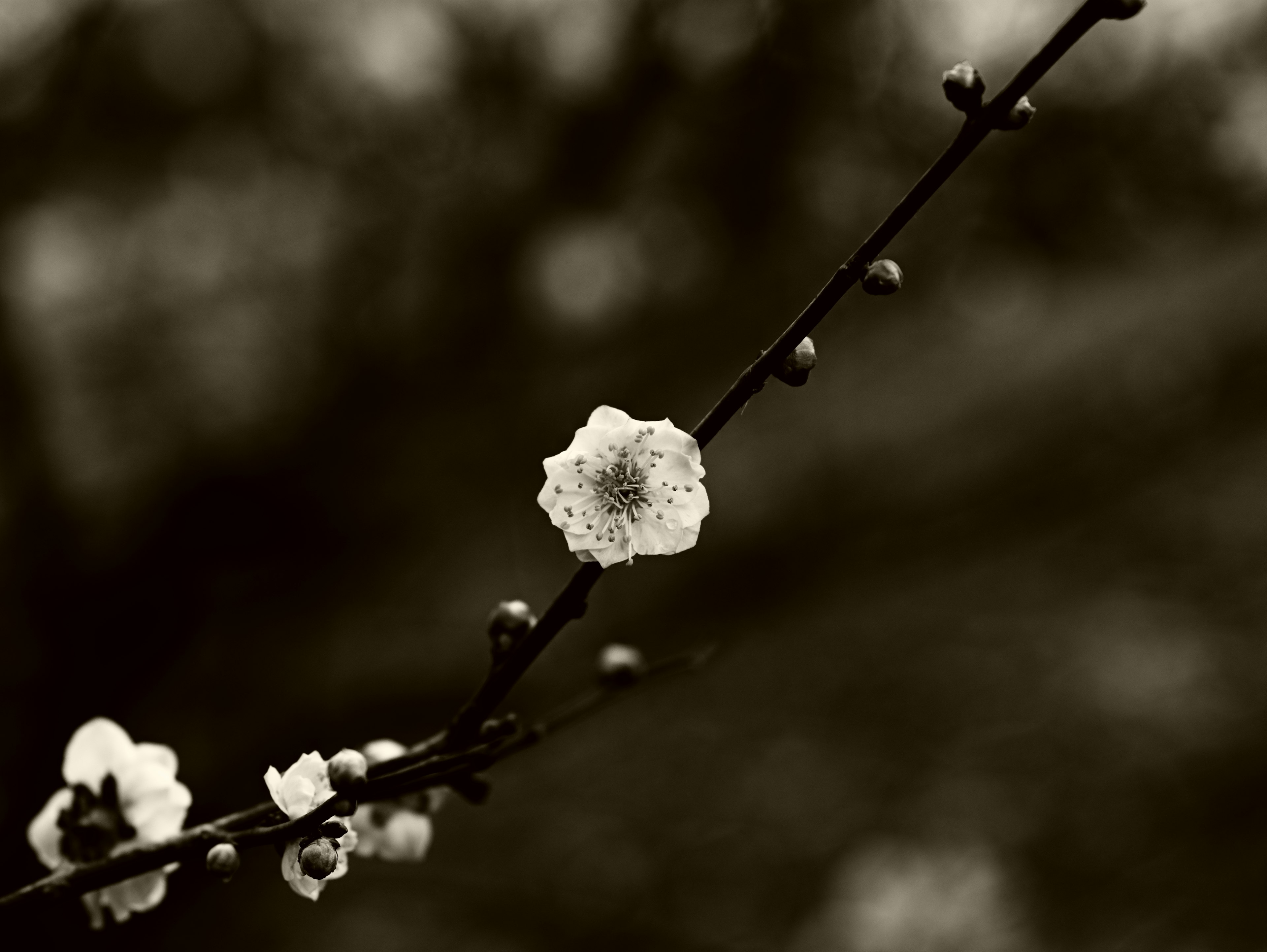 Schwarzweißfoto eines Zweigs mit weißen Blüten