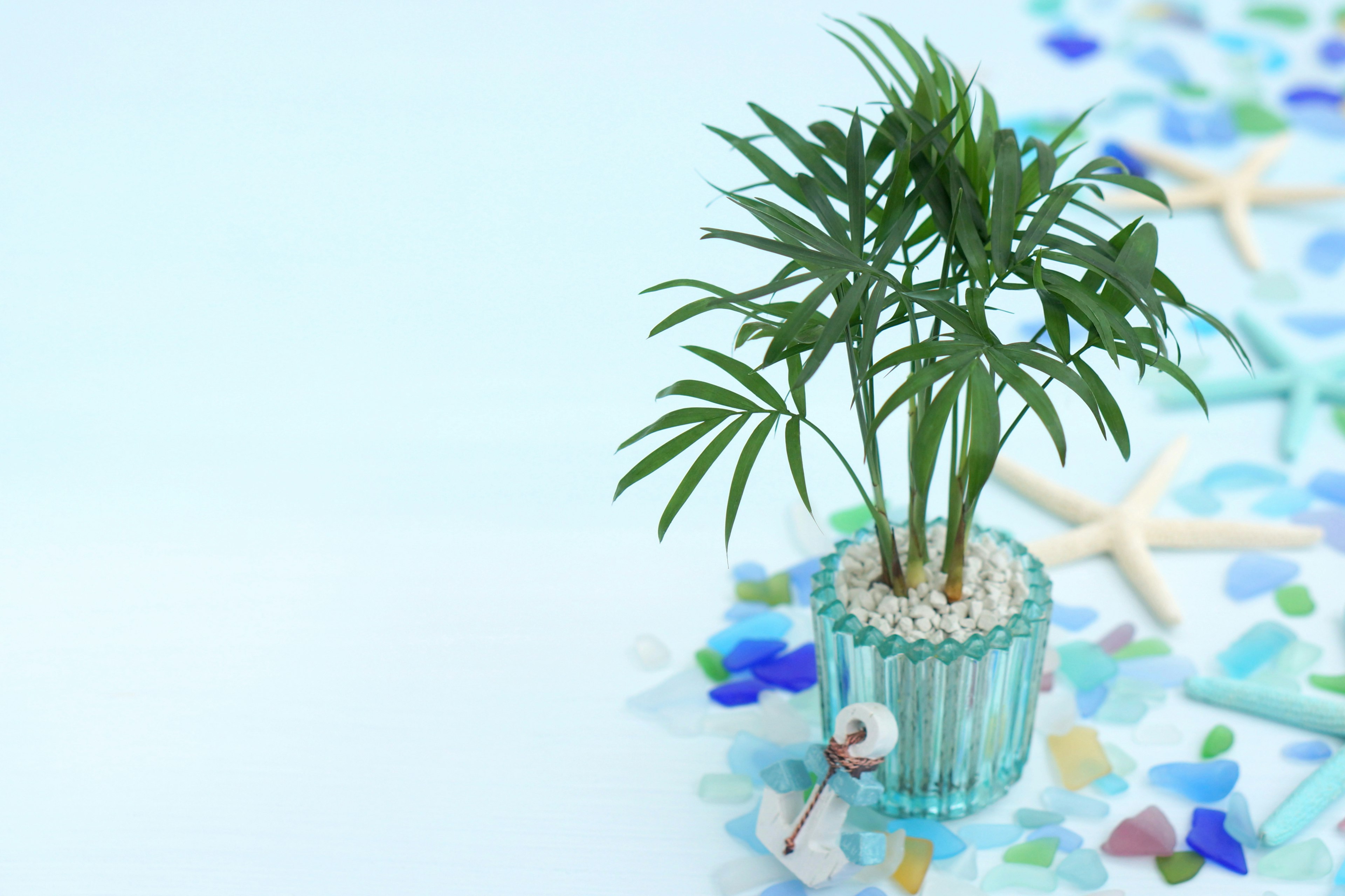 Planta pequeña en maceta sobre una superficie azul clara con decoraciones de playa coloridas