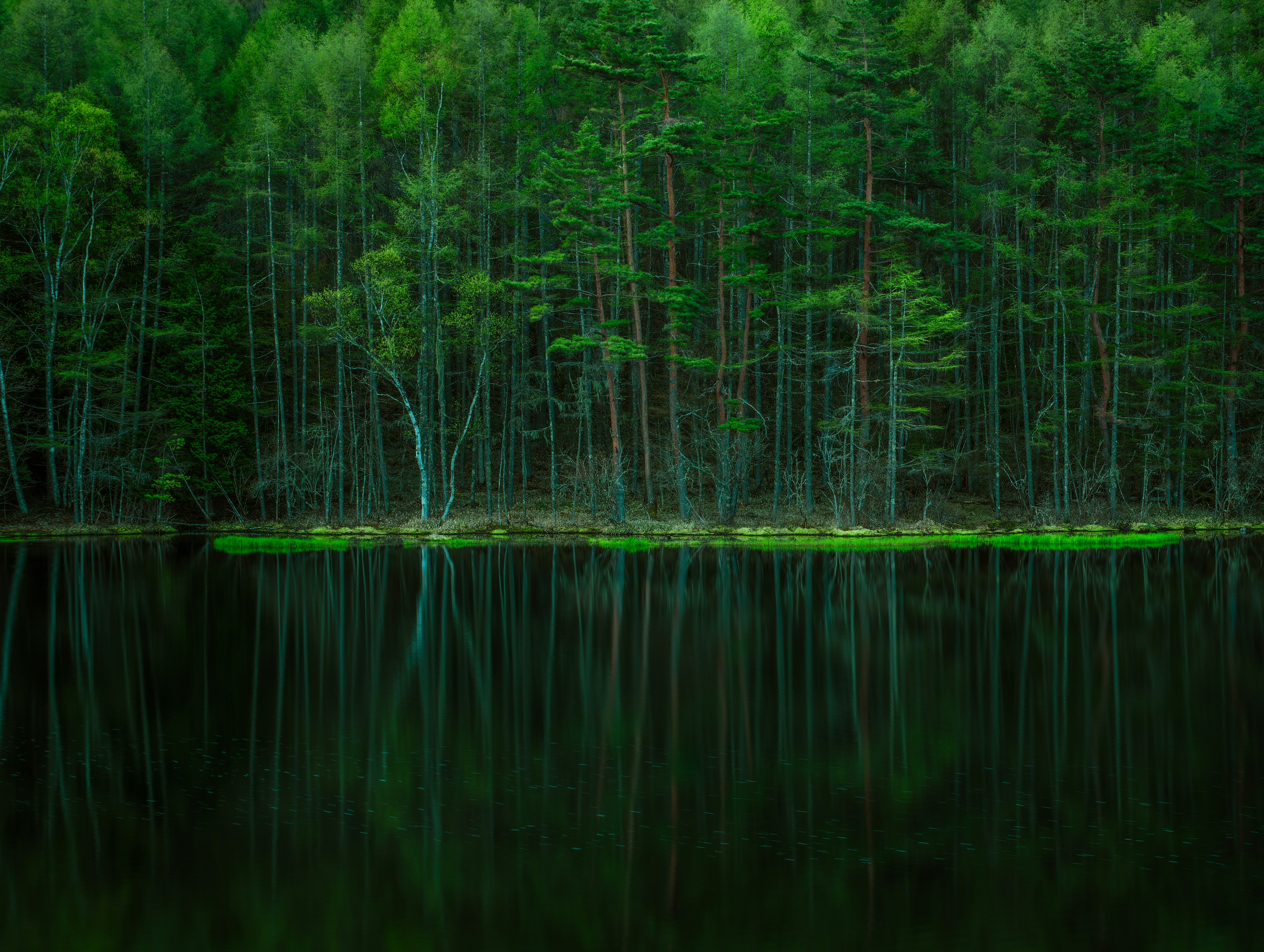 Lago sereno con riflessi degli alberi della foresta verde