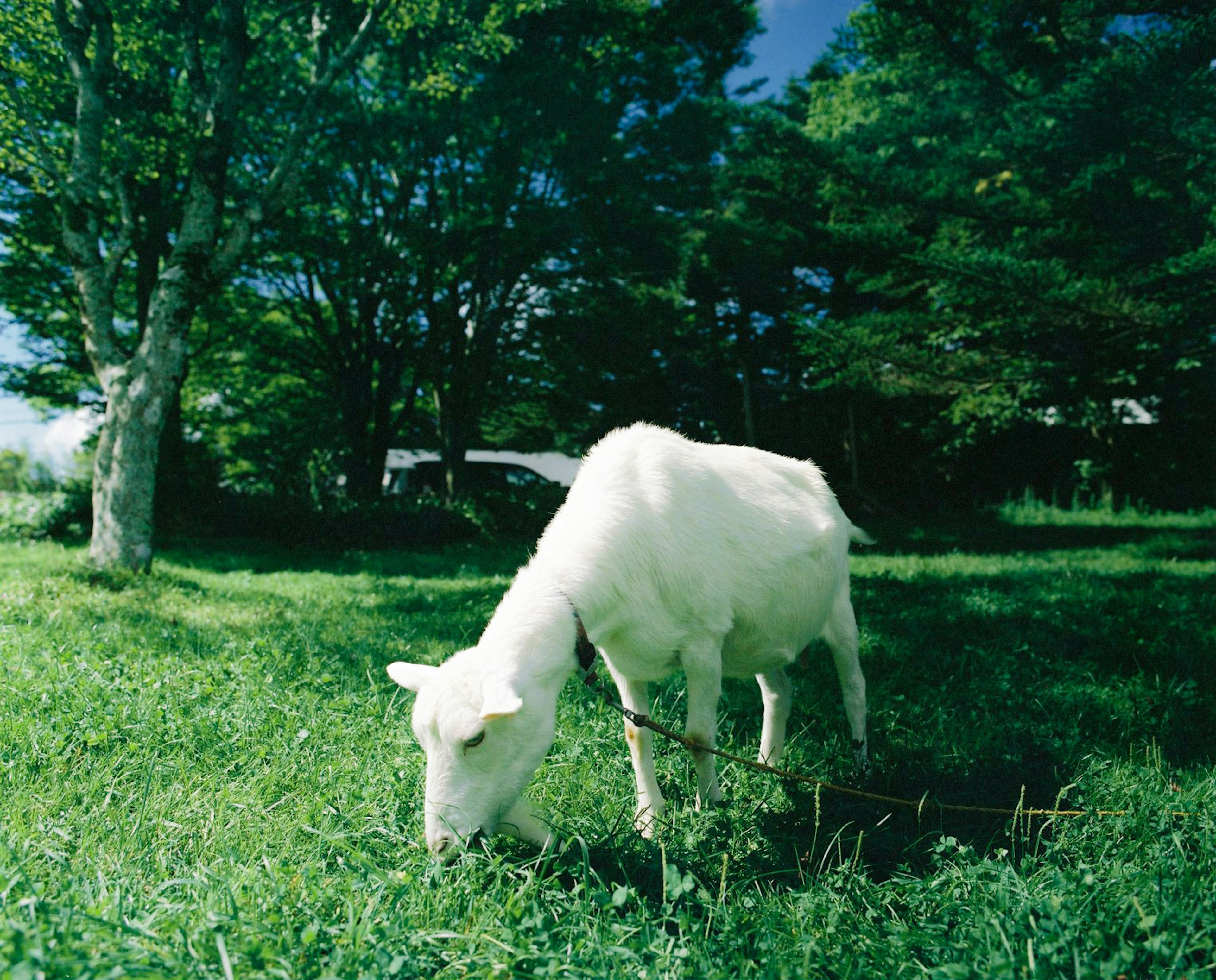 Une chèvre blanche broutant de l'herbe verte dans un paysage ensoleillé