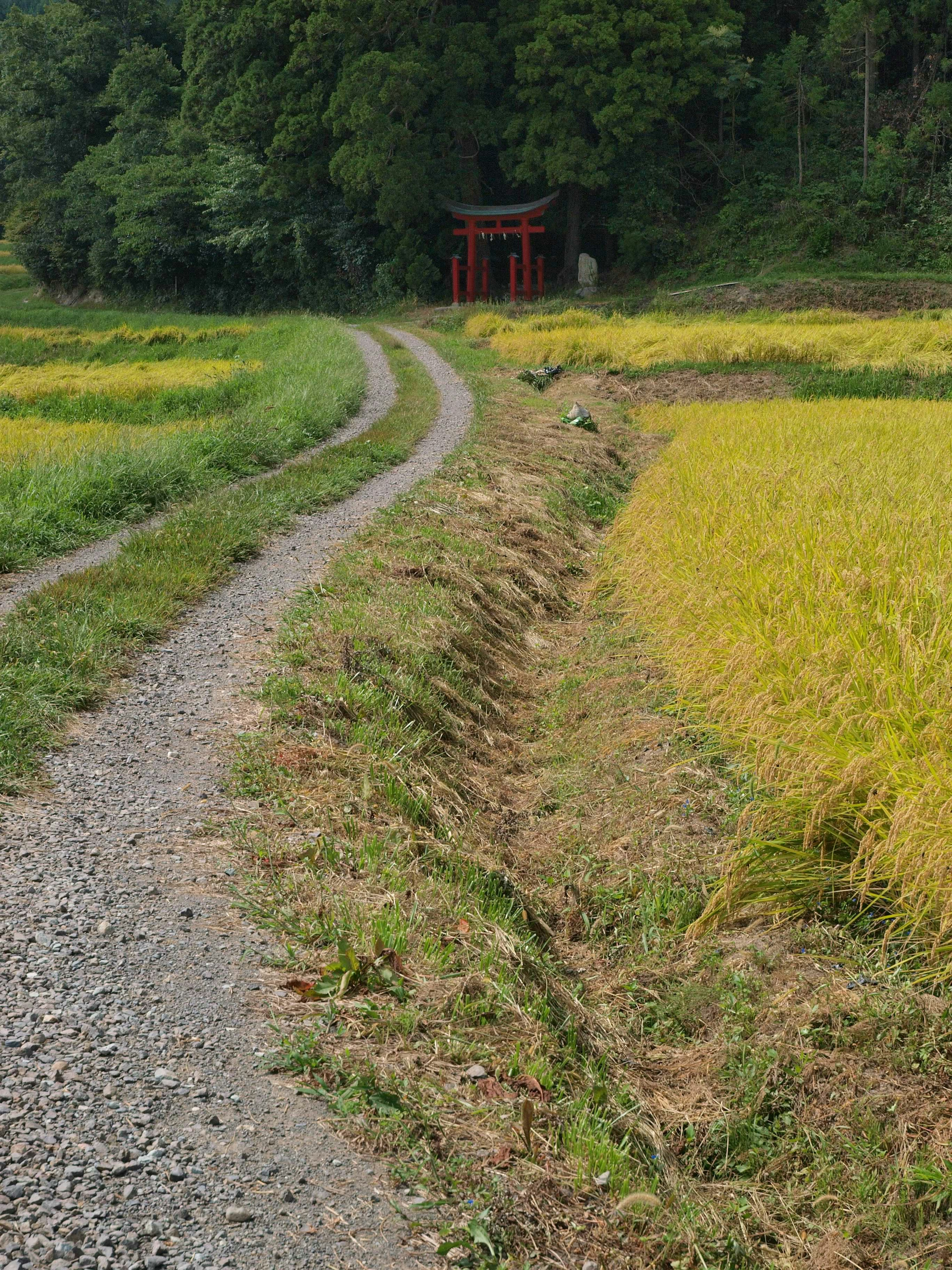 A scenic path through green rice fields with yellow rice and a red torii gate in the background