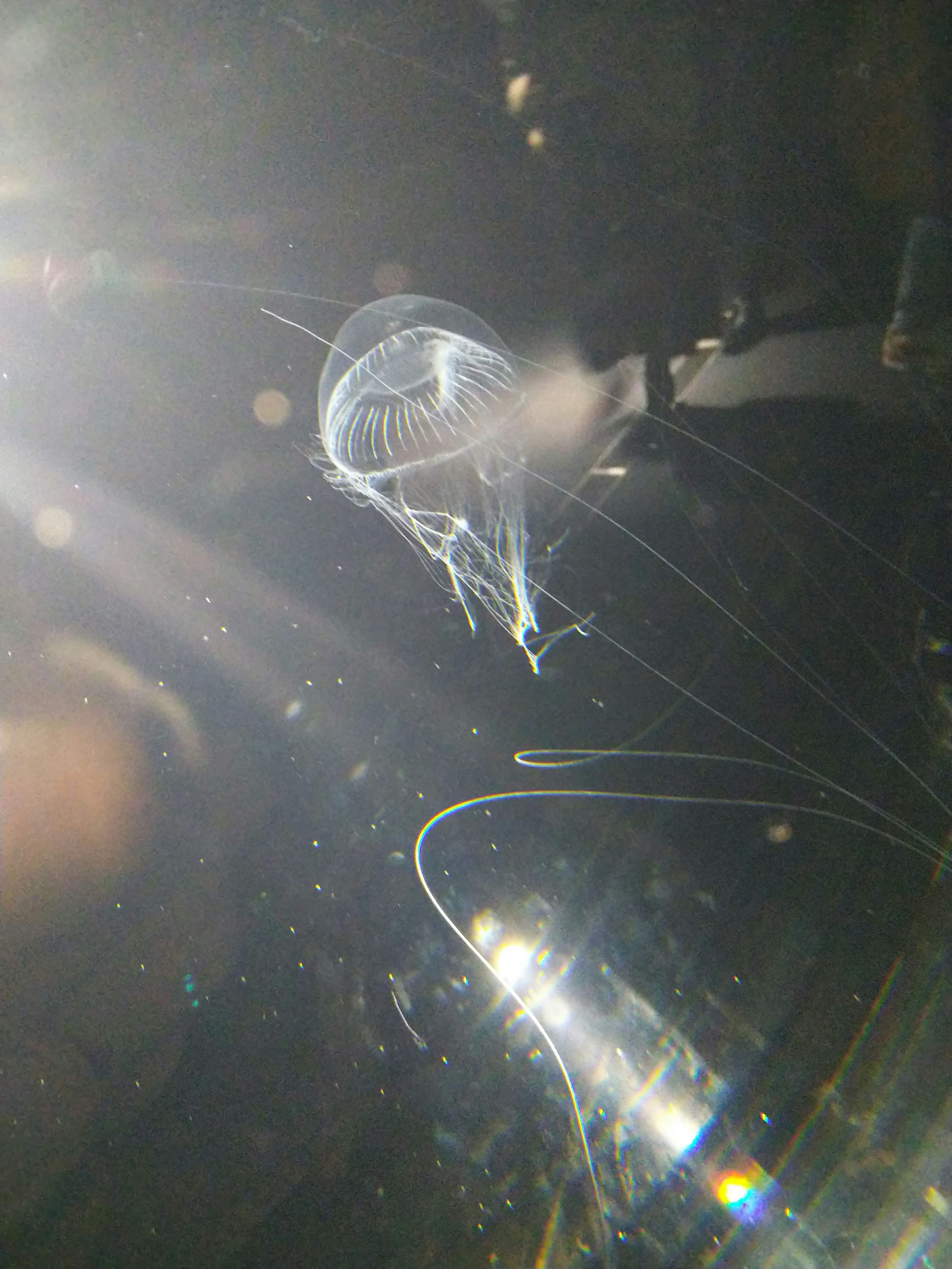 A transparent jellyfish floating underwater