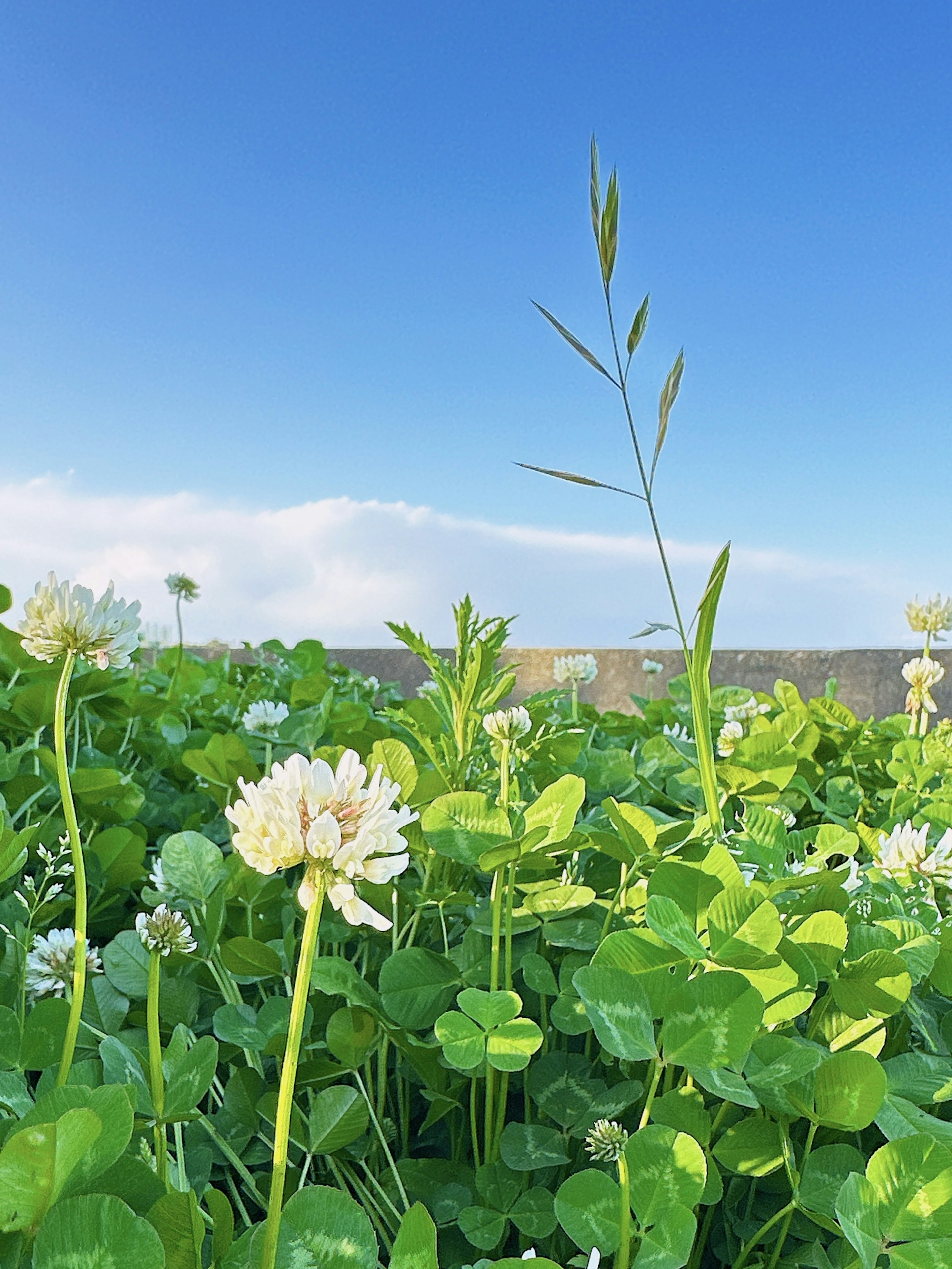 Pemandangan bunga putih dan clover hijau di bawah langit biru