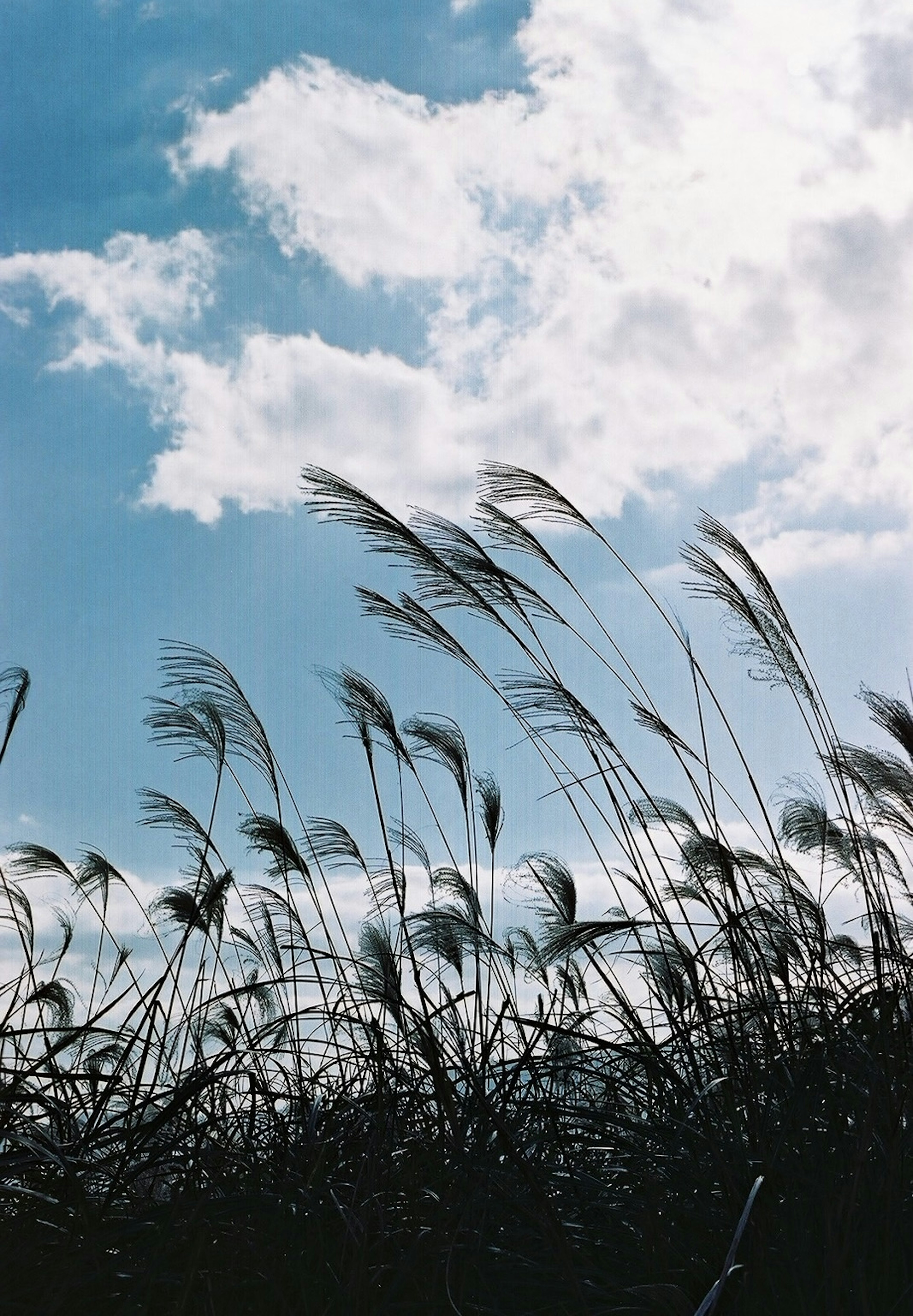 青空と白い雲の下で揺れる草のシルエット