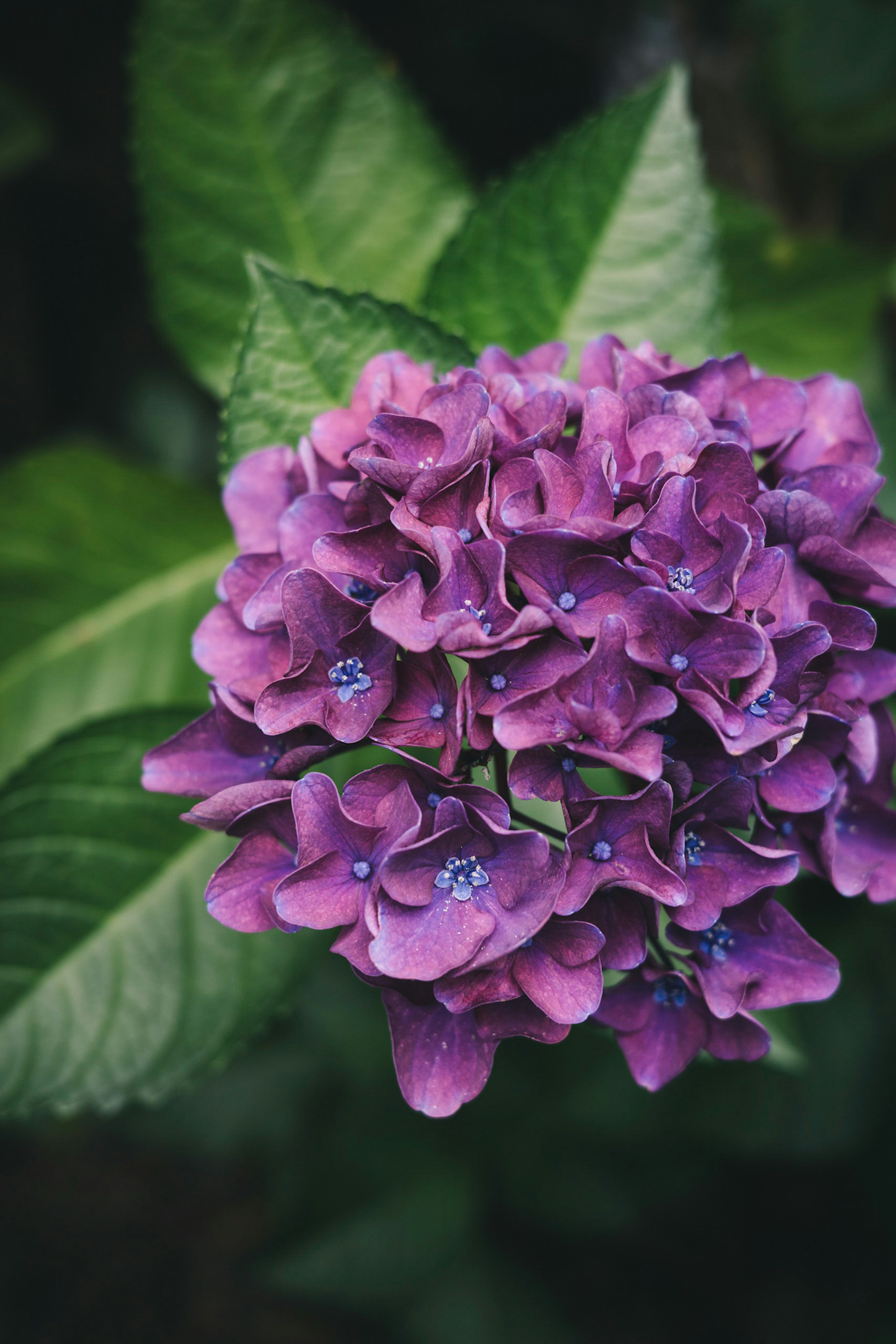 Flor de hortensia morada rodeada de hojas verdes