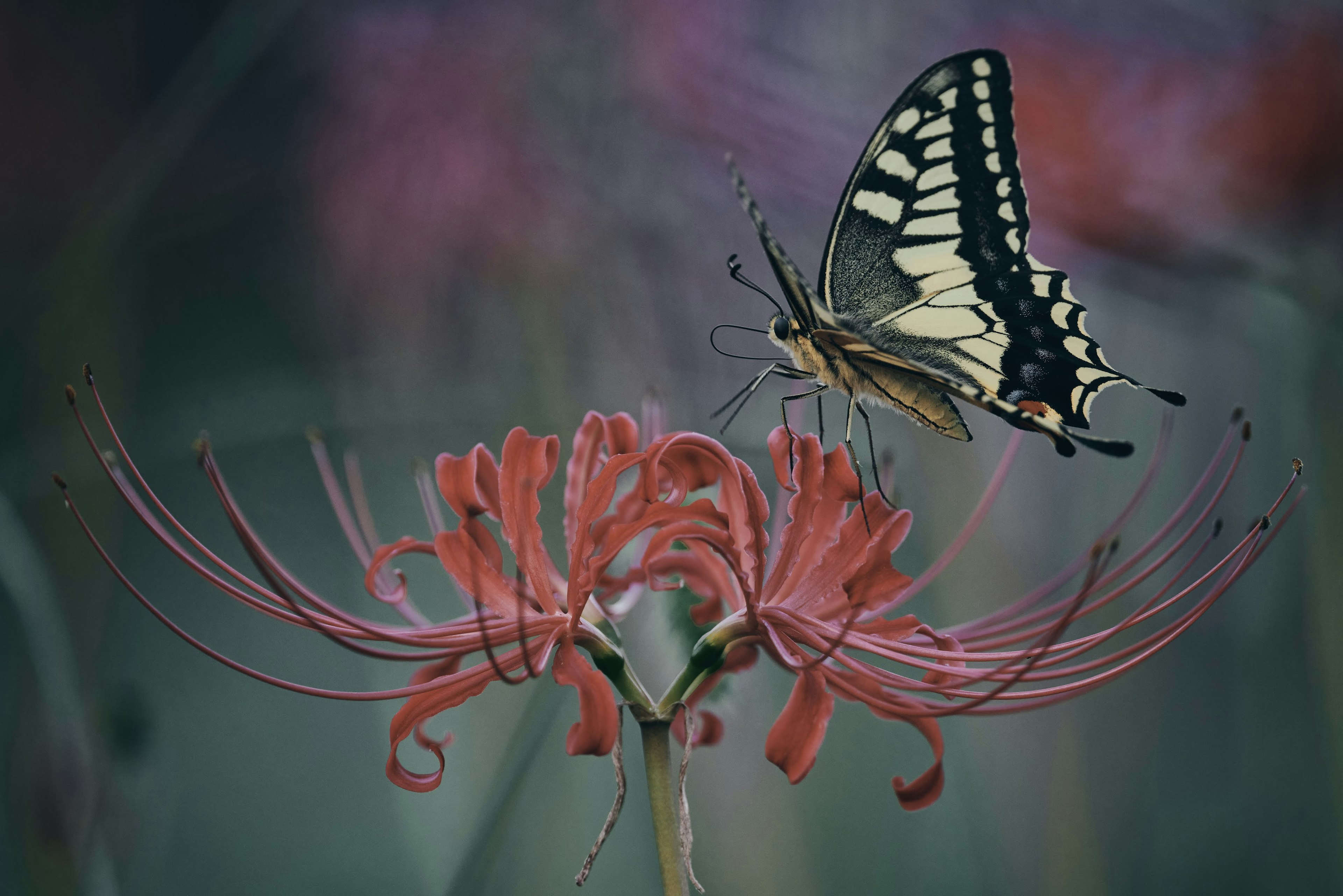 A beautiful butterfly perched on a red flower in a dreamy landscape