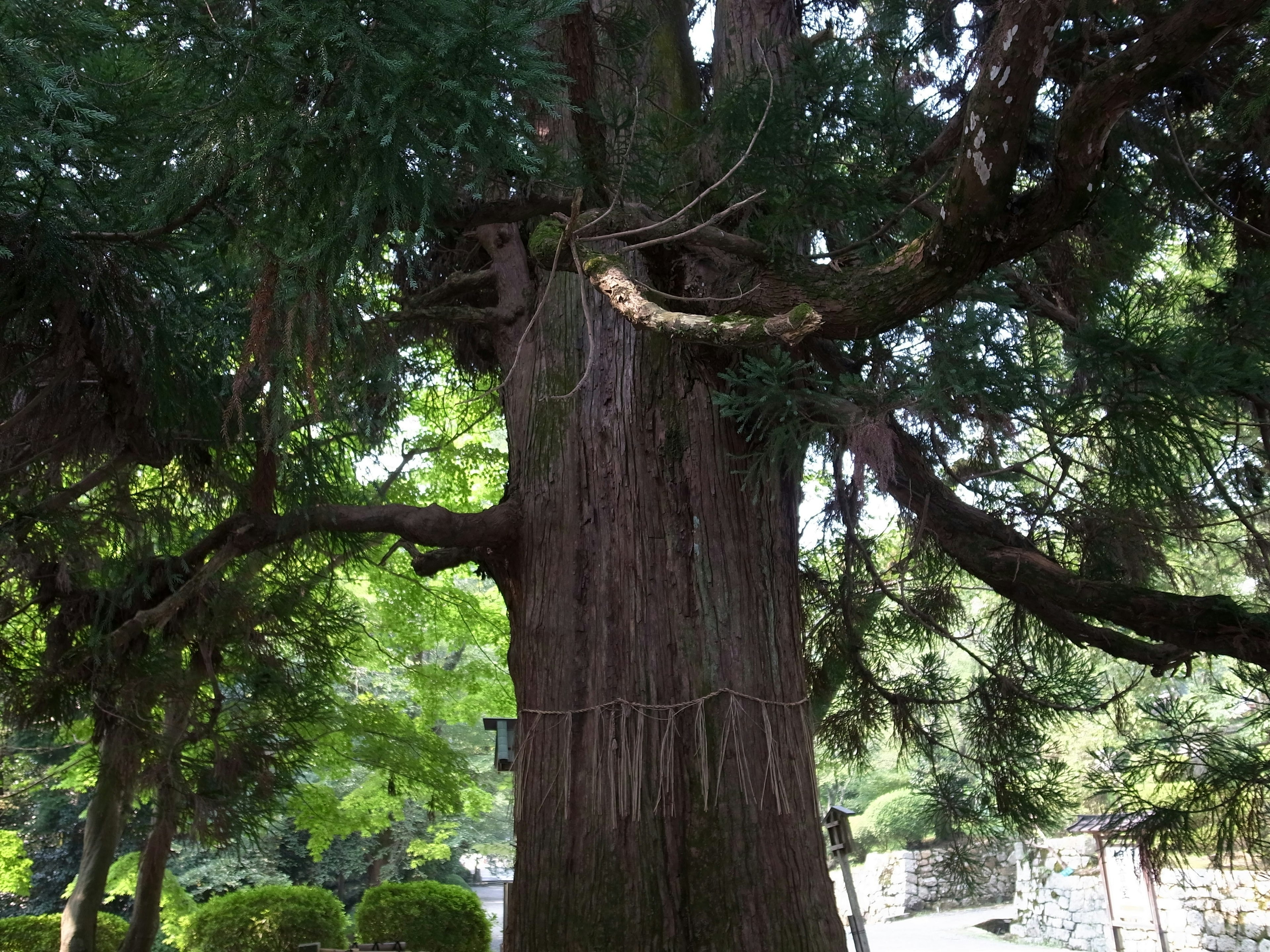 Ein großer Baum mit einem dicken Stamm umgeben von üppigem Grün