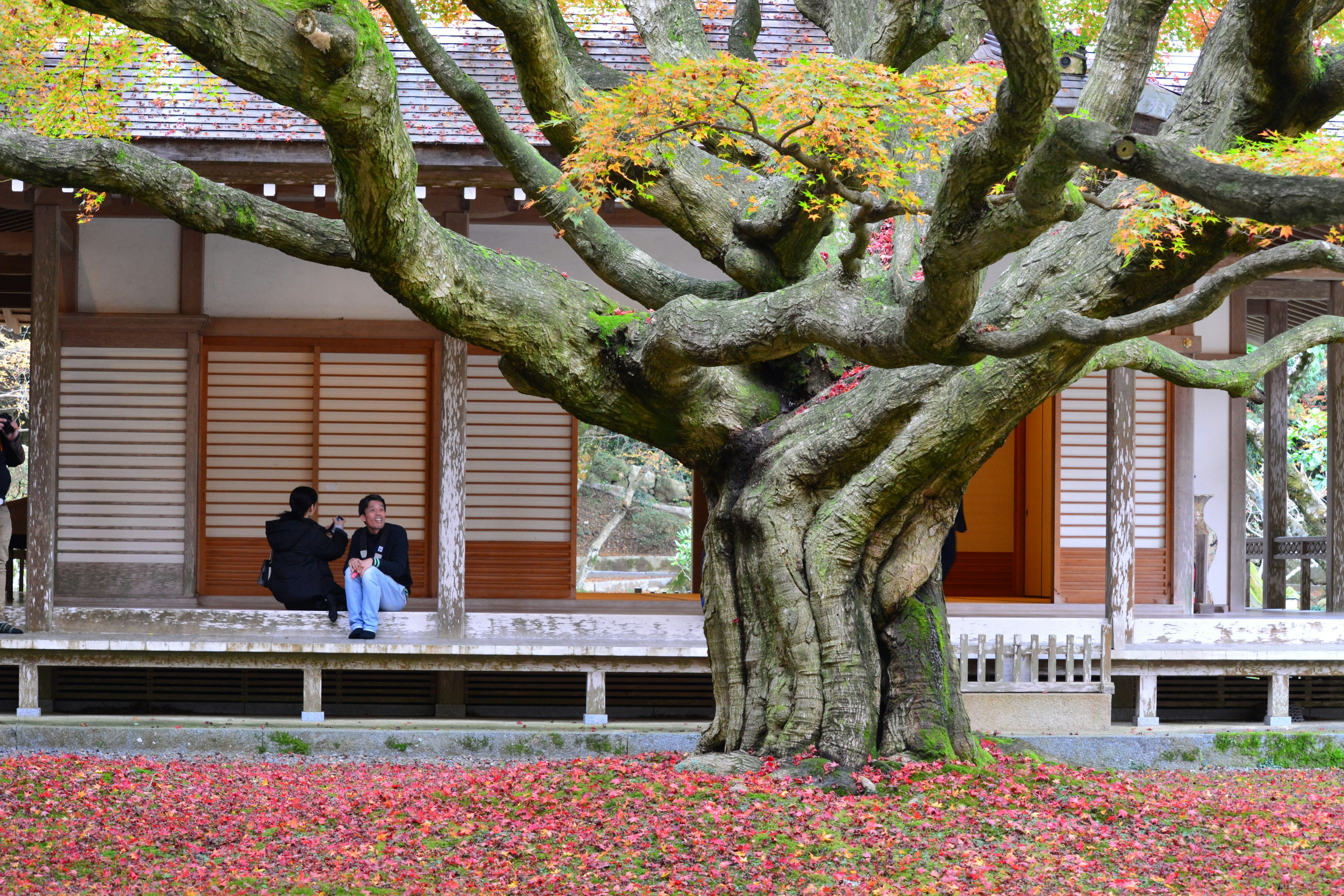 大きな樹木と紅葉した庭に座る二人の人々