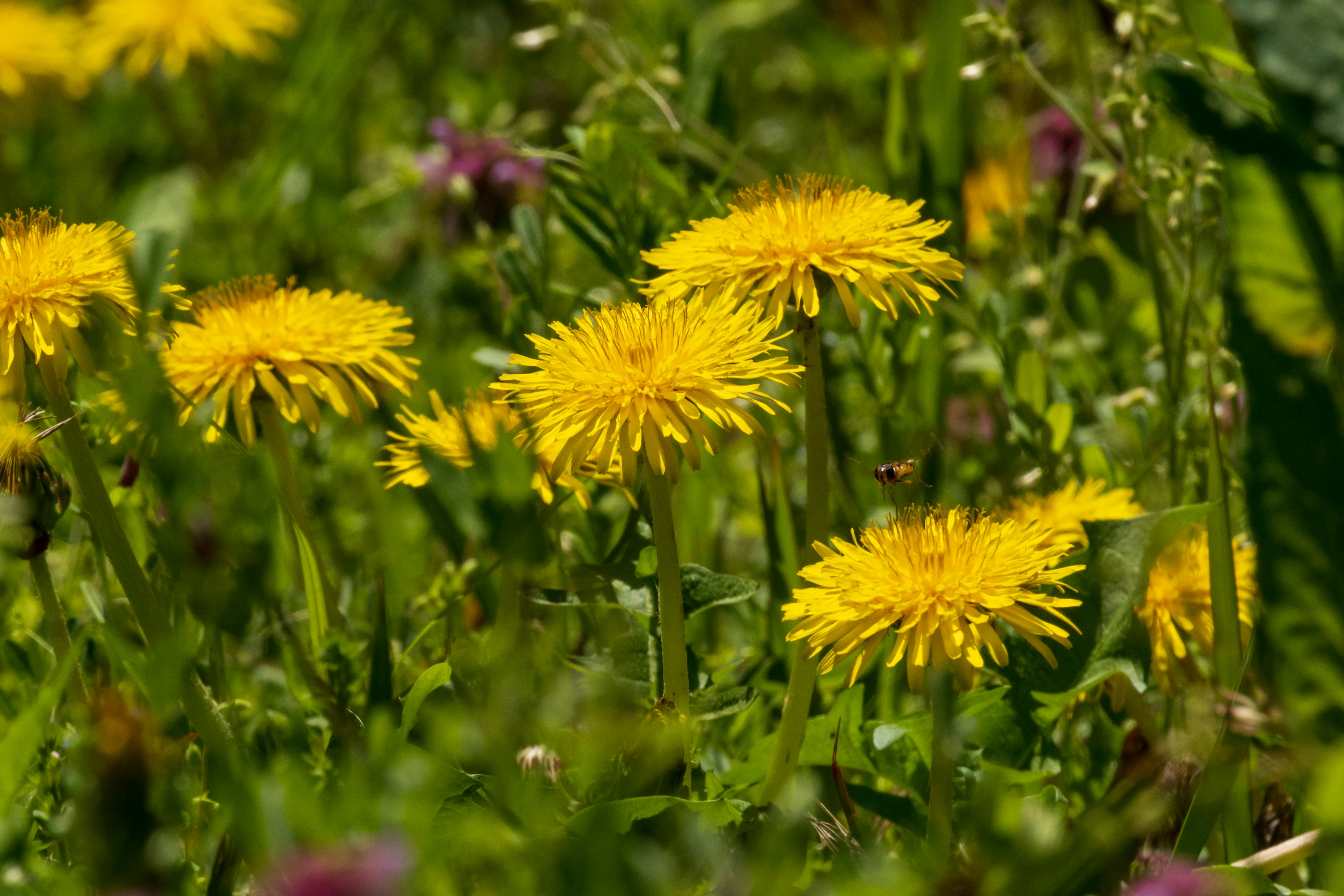 Feld mit leuchtend gelben Löwenzahn umgeben von grünem Gras