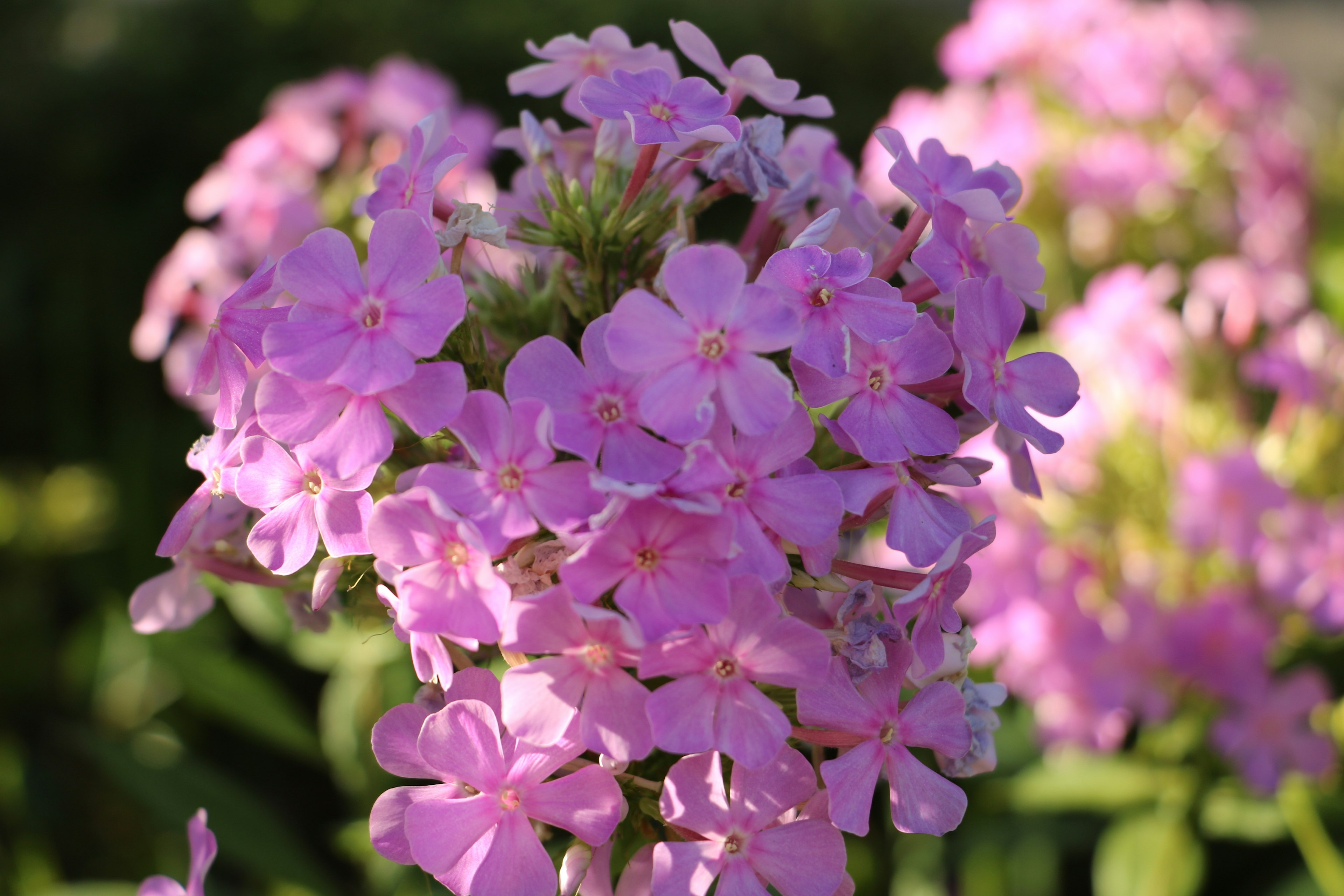 A beautiful bouquet of vibrant pink flowers