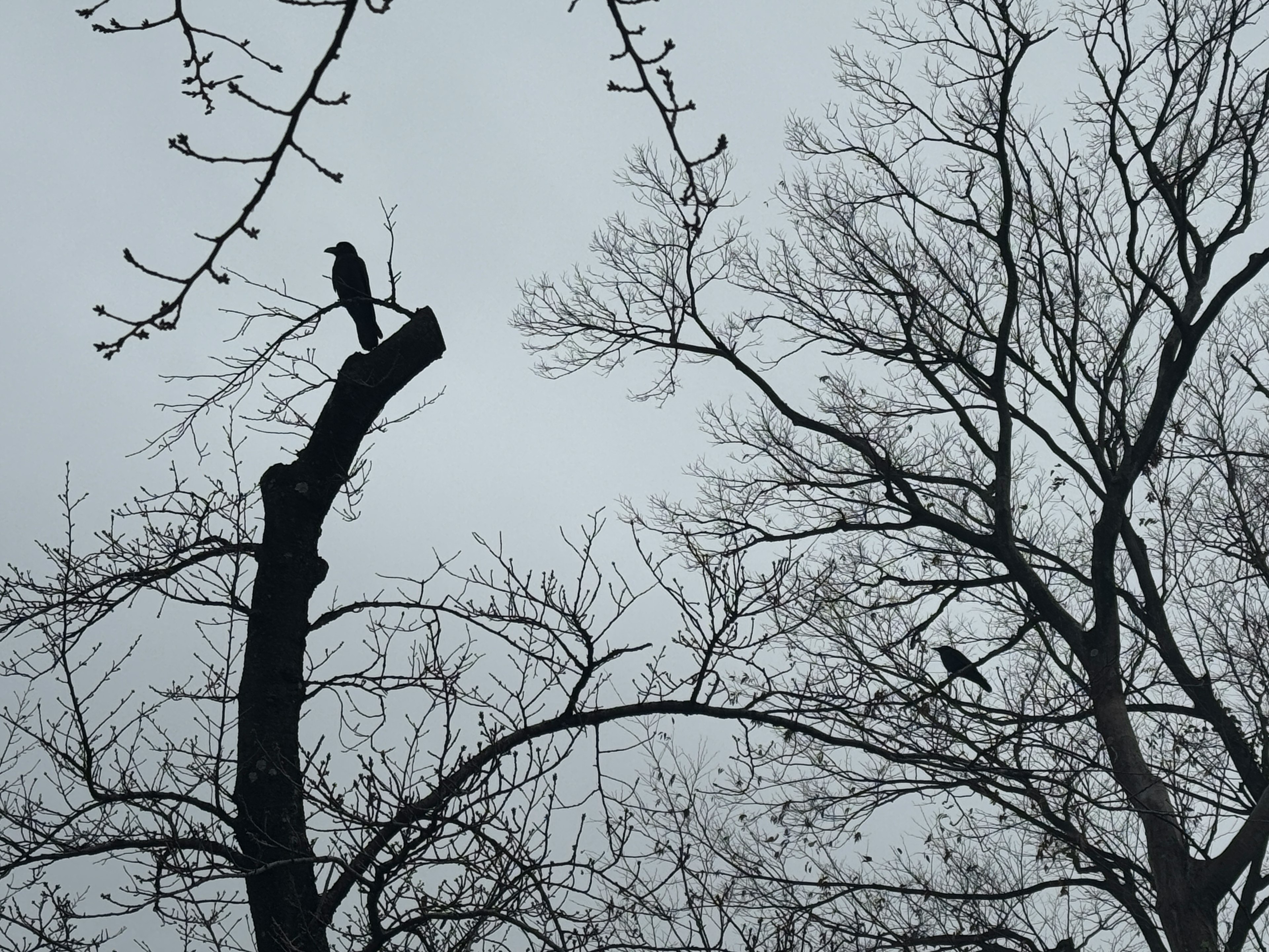 Aves posadas en ramas desnudas bajo un cielo gris