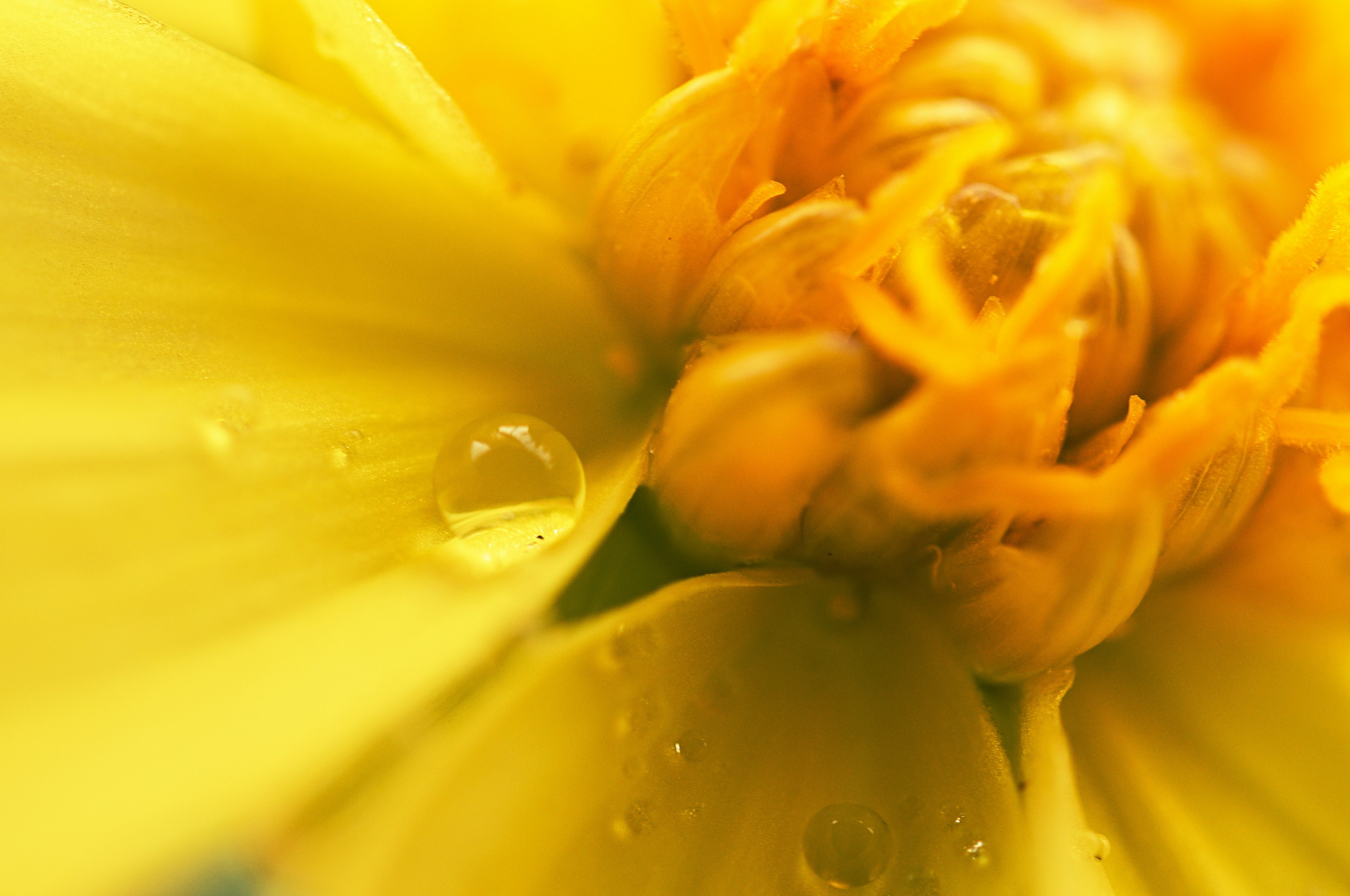 Nahaufnahme einer gelben Blume mit sichtbaren Wassertropfen