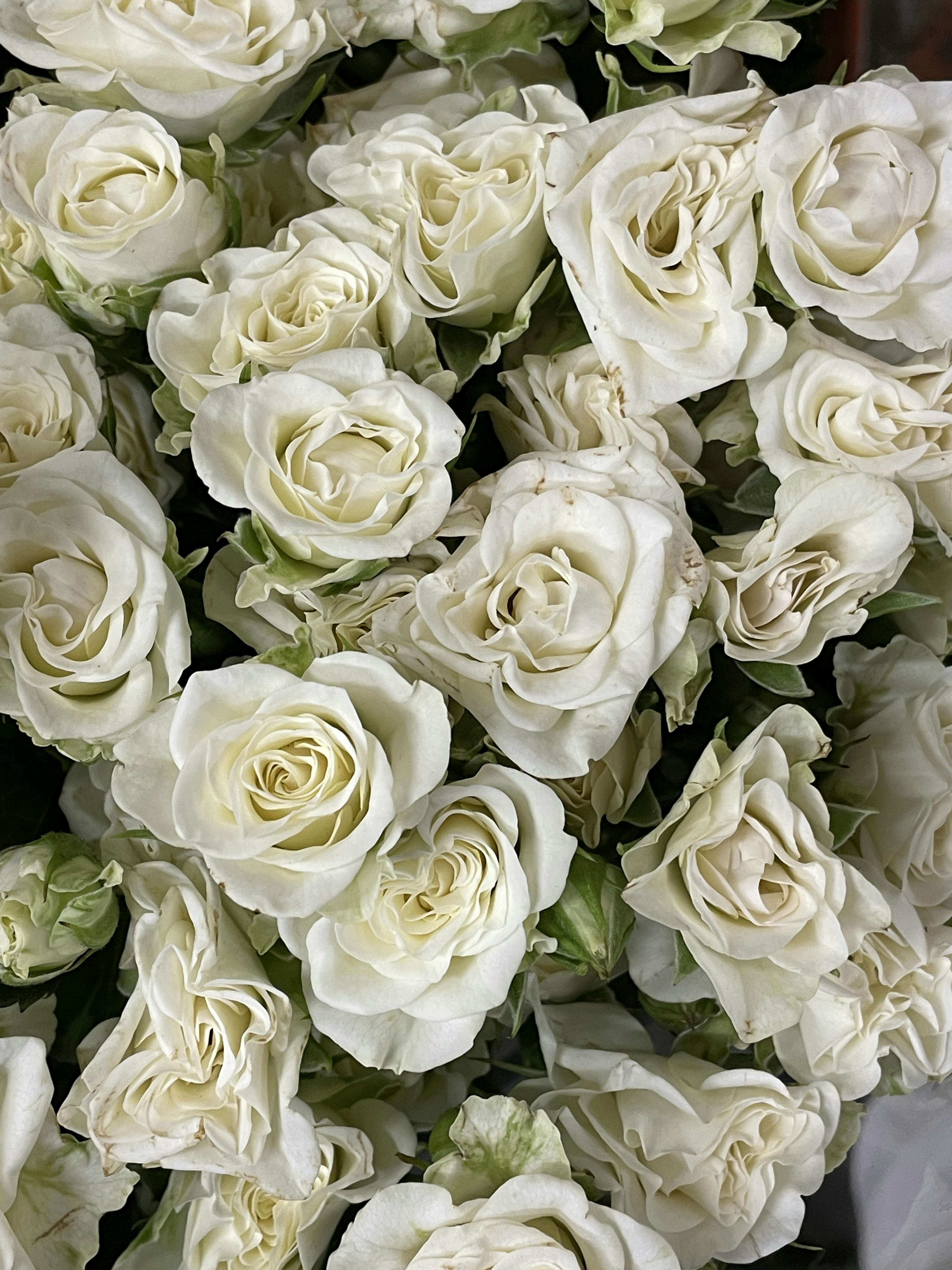 A close-up of a dense arrangement of white roses