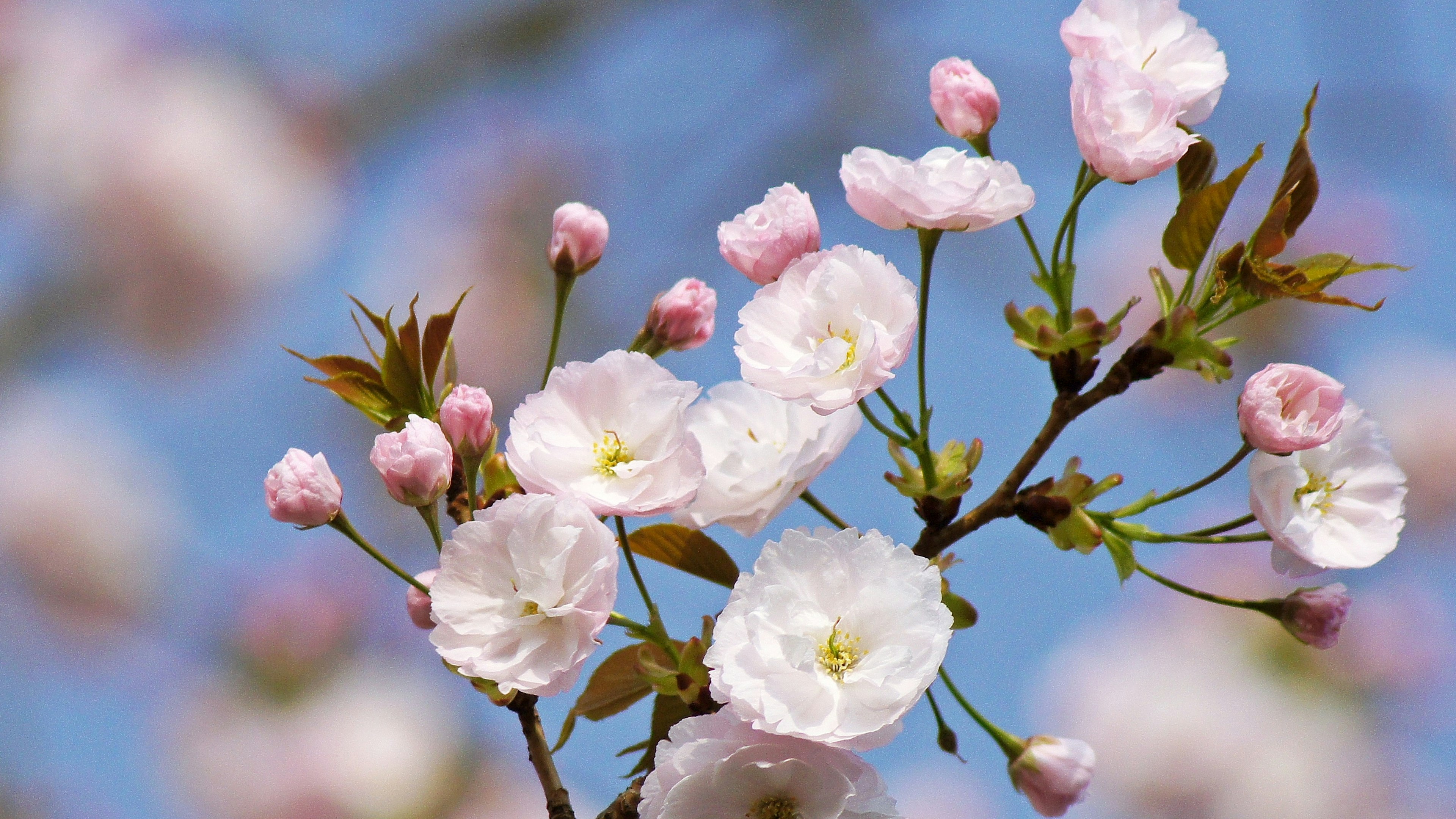 Flores de cerezo en plena floración con botones bajo un cielo azul