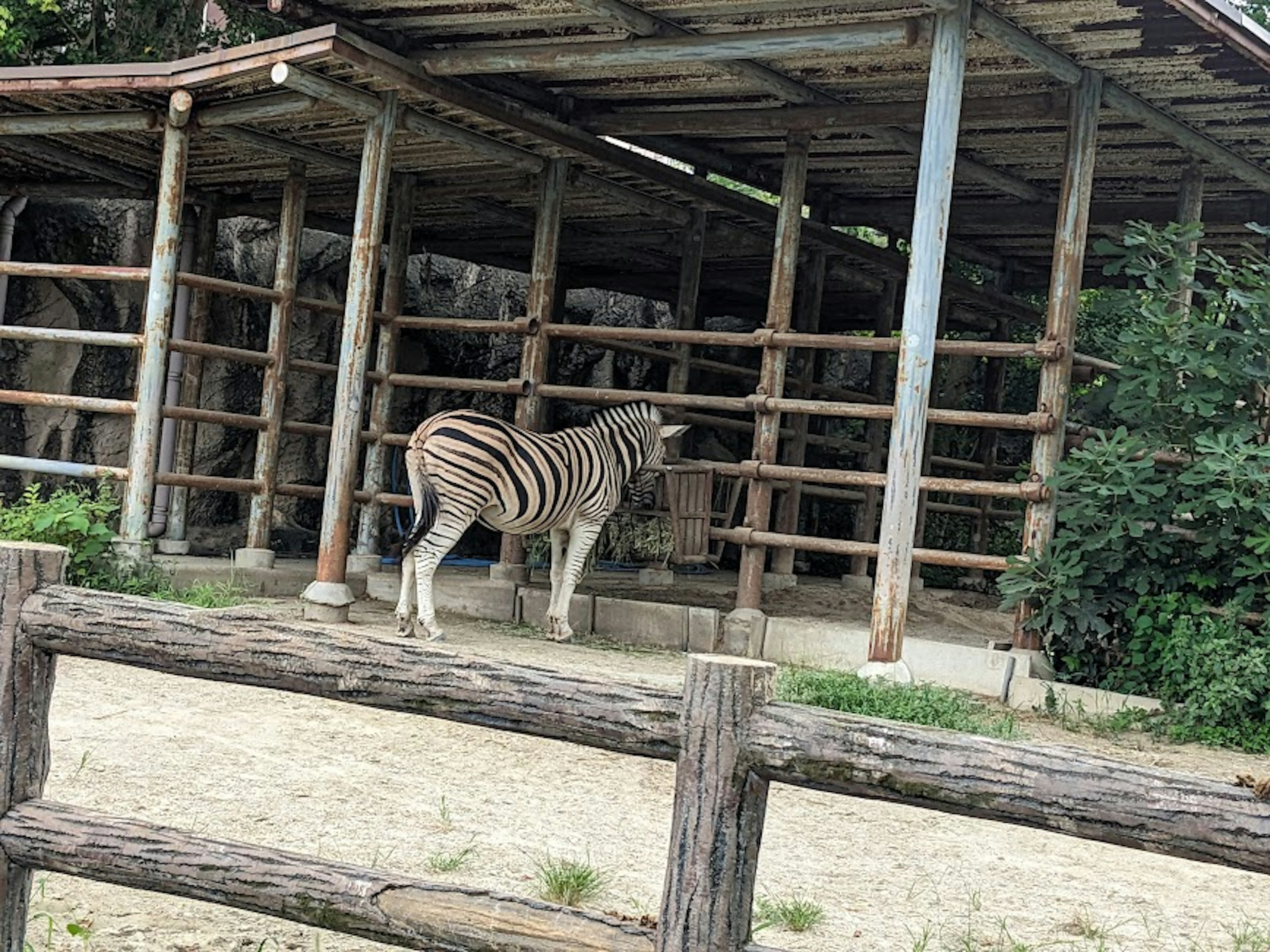 Seekor zebra putih berdiri di dekat pagar kayu