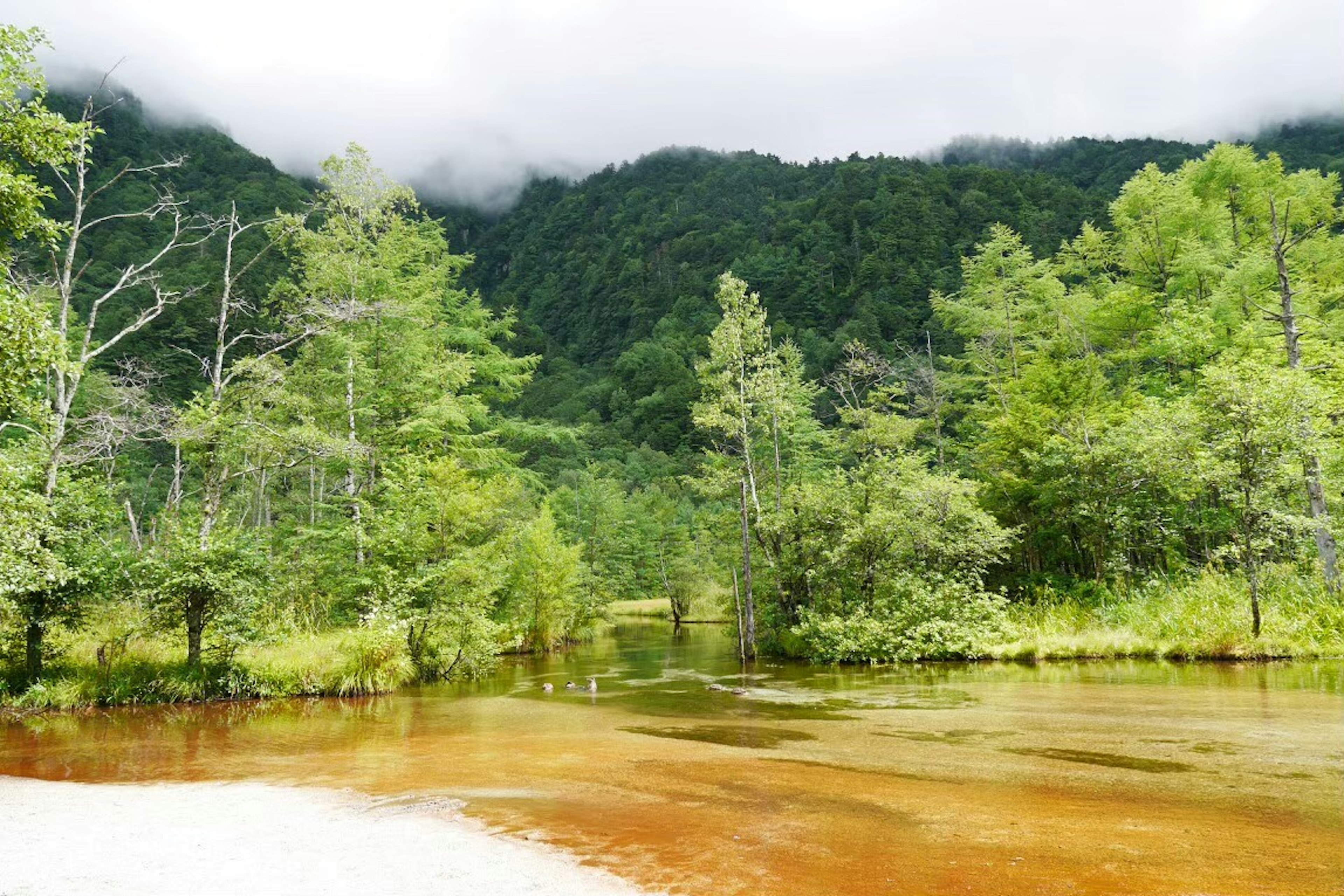 緑豊かな山と静かな川の風景