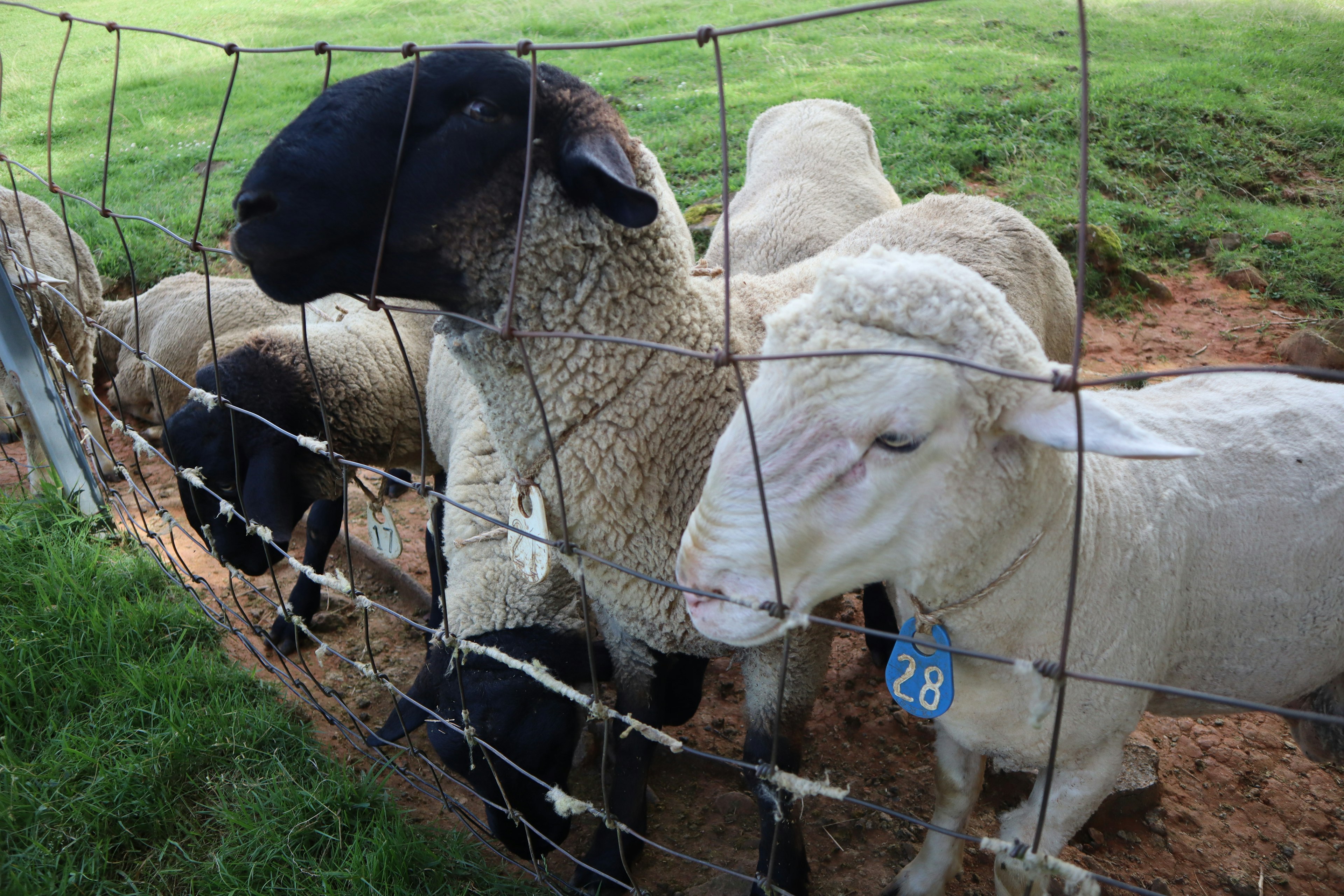 A black-faced sheep and white sheep close together behind a fence